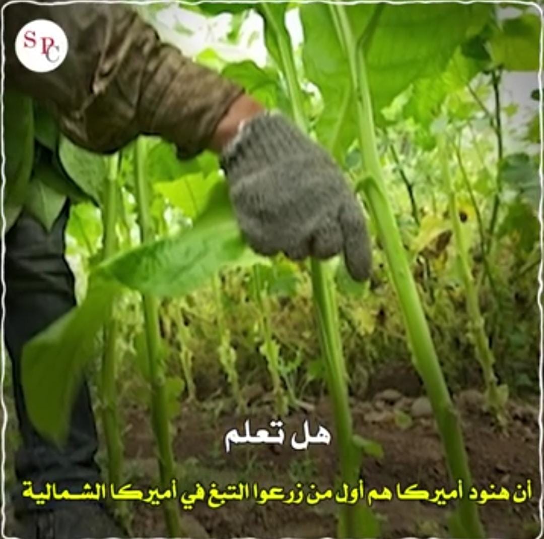 هل تعلم ... أن هنود أميركا هم أول من زرعوا في أميركا الشمالية