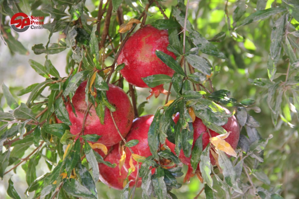 أقيم في مدينة دركوش مهرجان الرمان الرابع على ضفاف نهر العاصي.