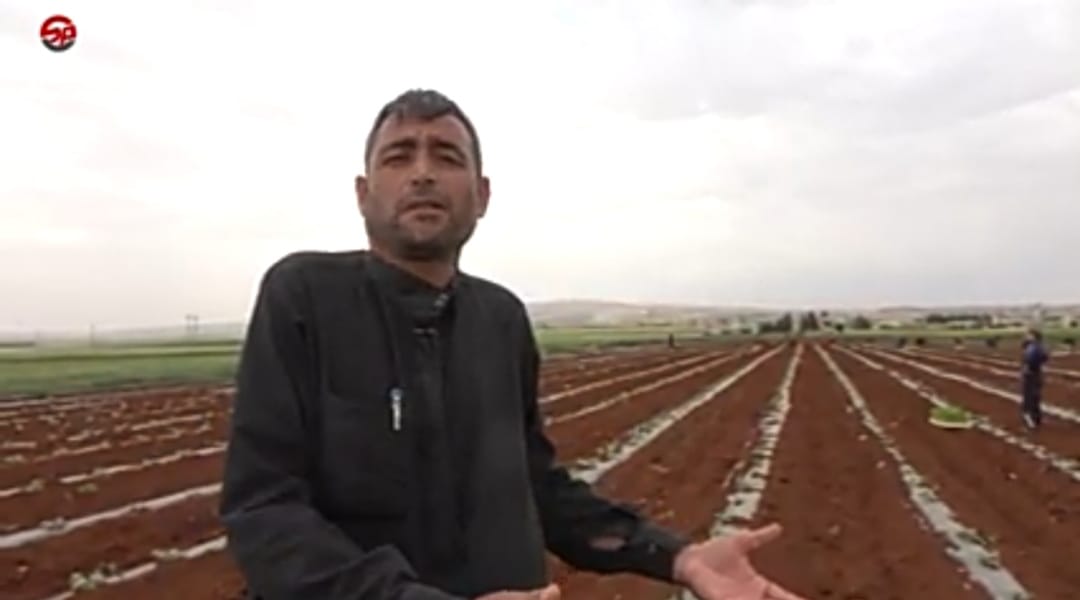 بدء المواسم الصيفية لزراعة الخضروات المروية من أهمها البندورة والباذنجان في مناطقالشمال_السوري