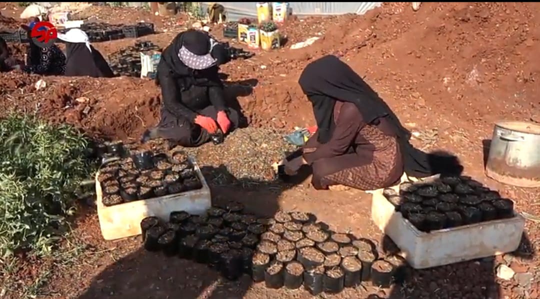 ورشات عمل للنساء يعملن في مشتل زراعي للورد في منطقة ريف إدلب الشمالي