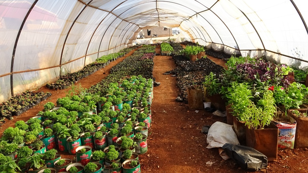 زراعة الورد والعناية به واستيراد أصناف جديدة من الورود الدائمة الخضرة إلى مناطق ريف إدلب الشمالي…