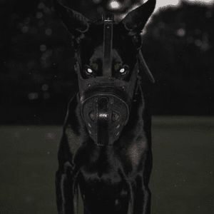 Digital Twin Blksmiith - Premium Nature Picture Gallery - 8K