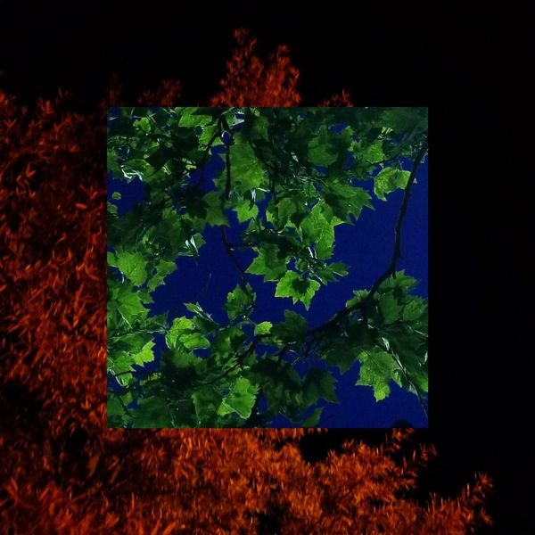 Rabbit Lilac Roadkill - Artistic Ultra HD Space Images | Free Download