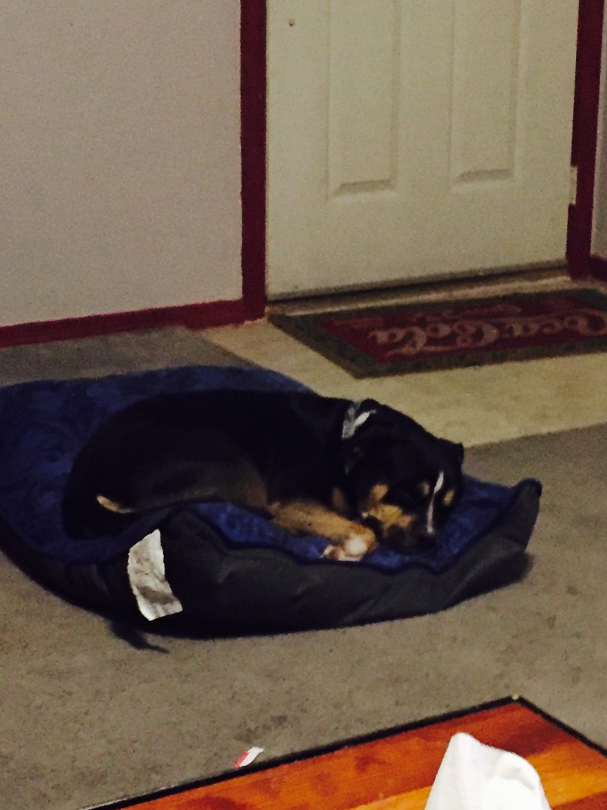 We Got a DOG!