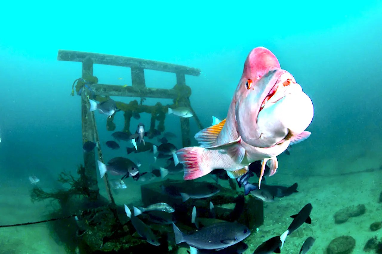 海様 慶良間/座間味島】沖縄の伝統木造船で大冒険☆サバニ撮影ツアー《当日