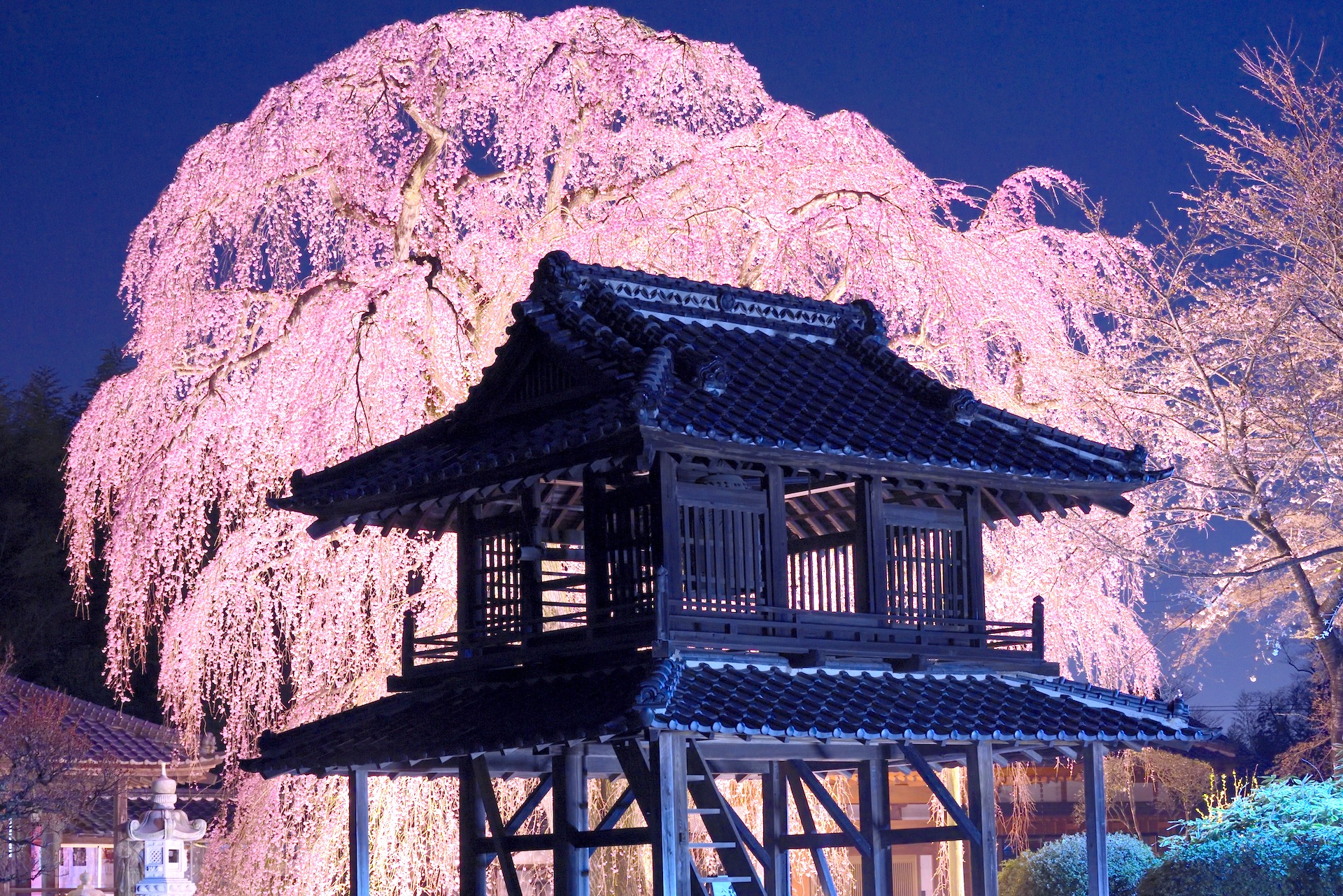 阿弥陀寺のしだれ桜 | ニッポン旅マガジン