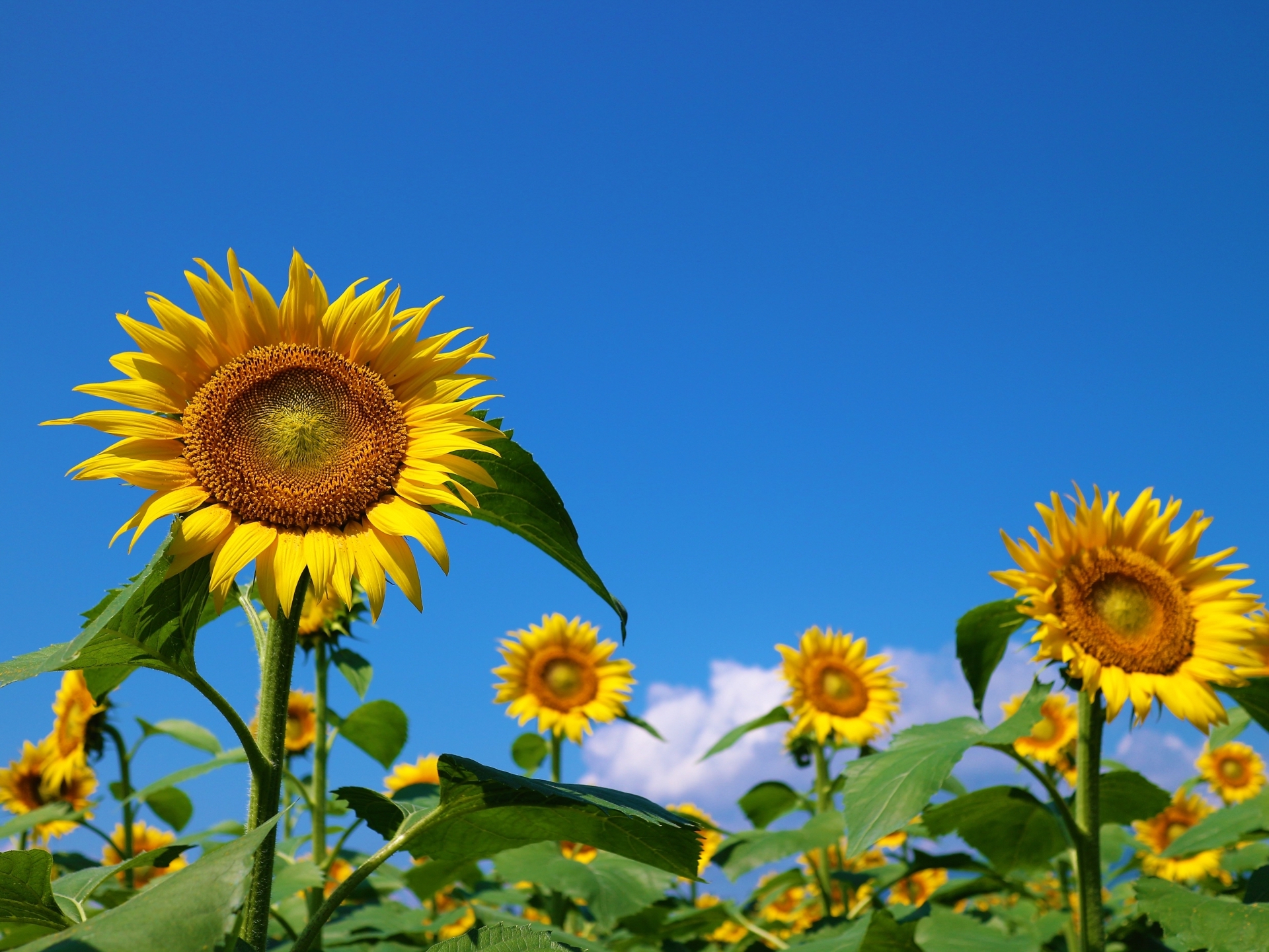 津南ひまわり広場 | ニッポン旅マガジン