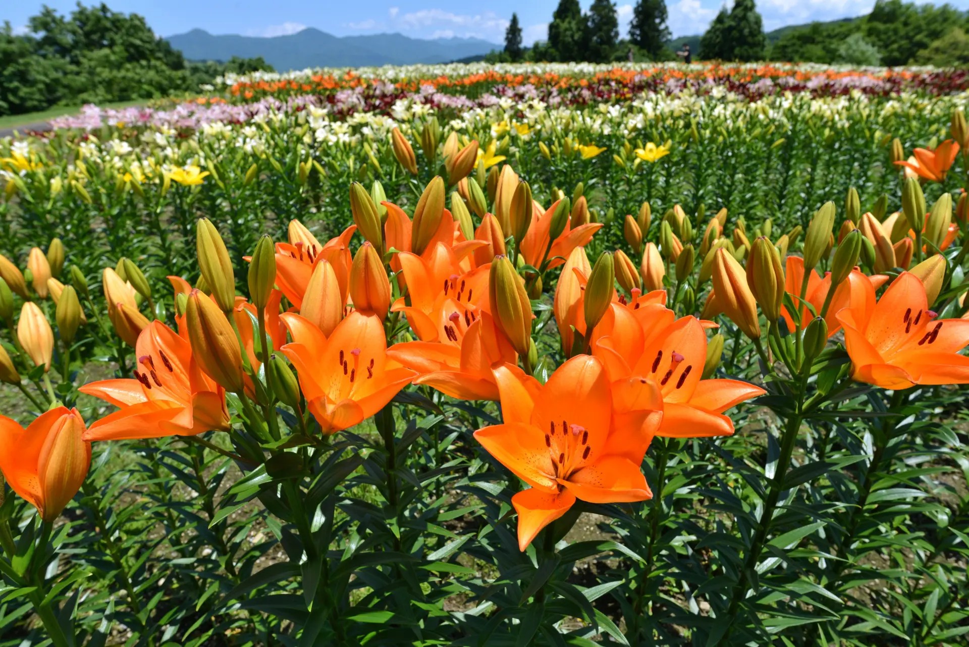 NG046801.jpg?fit=1920,1282&ssl=1