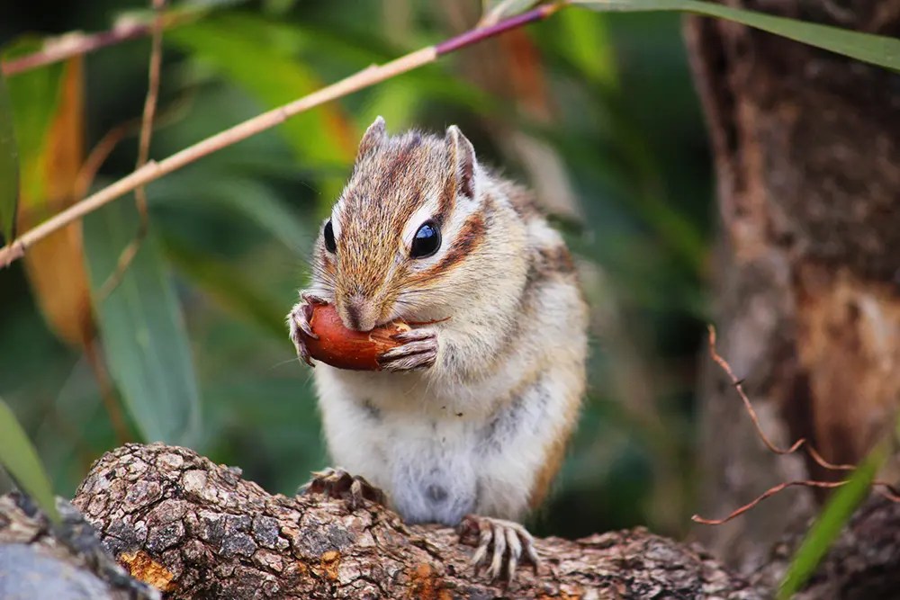 市民の森・りすの家 | ニッポン旅マガジン