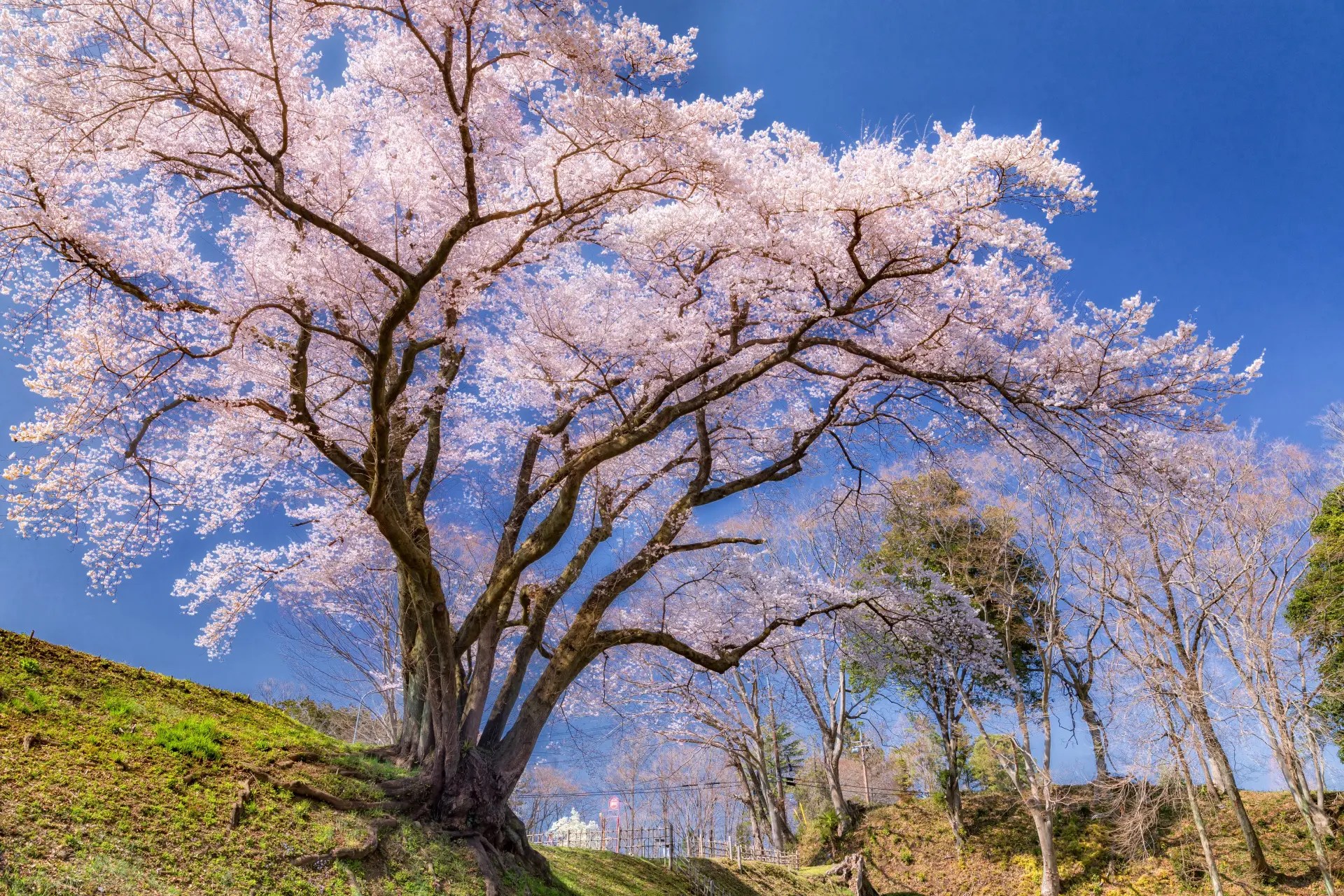 鉢形城の桜（氏邦桜） | ニッポン旅マガジン