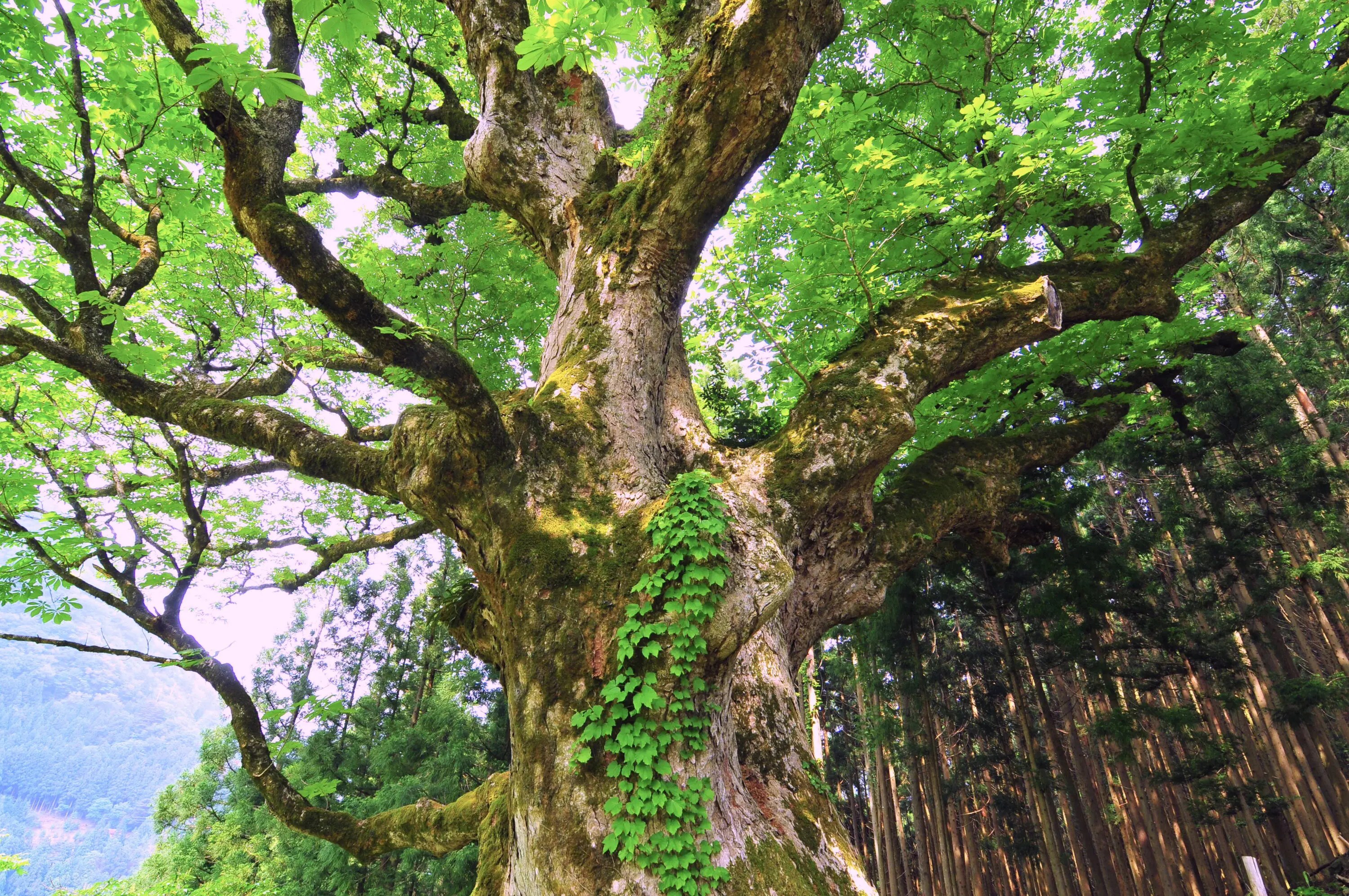 【超レアオブジェ】銘木　桑の木　出土50年　 When we sawed a single board from a mulberry log with rotten forks