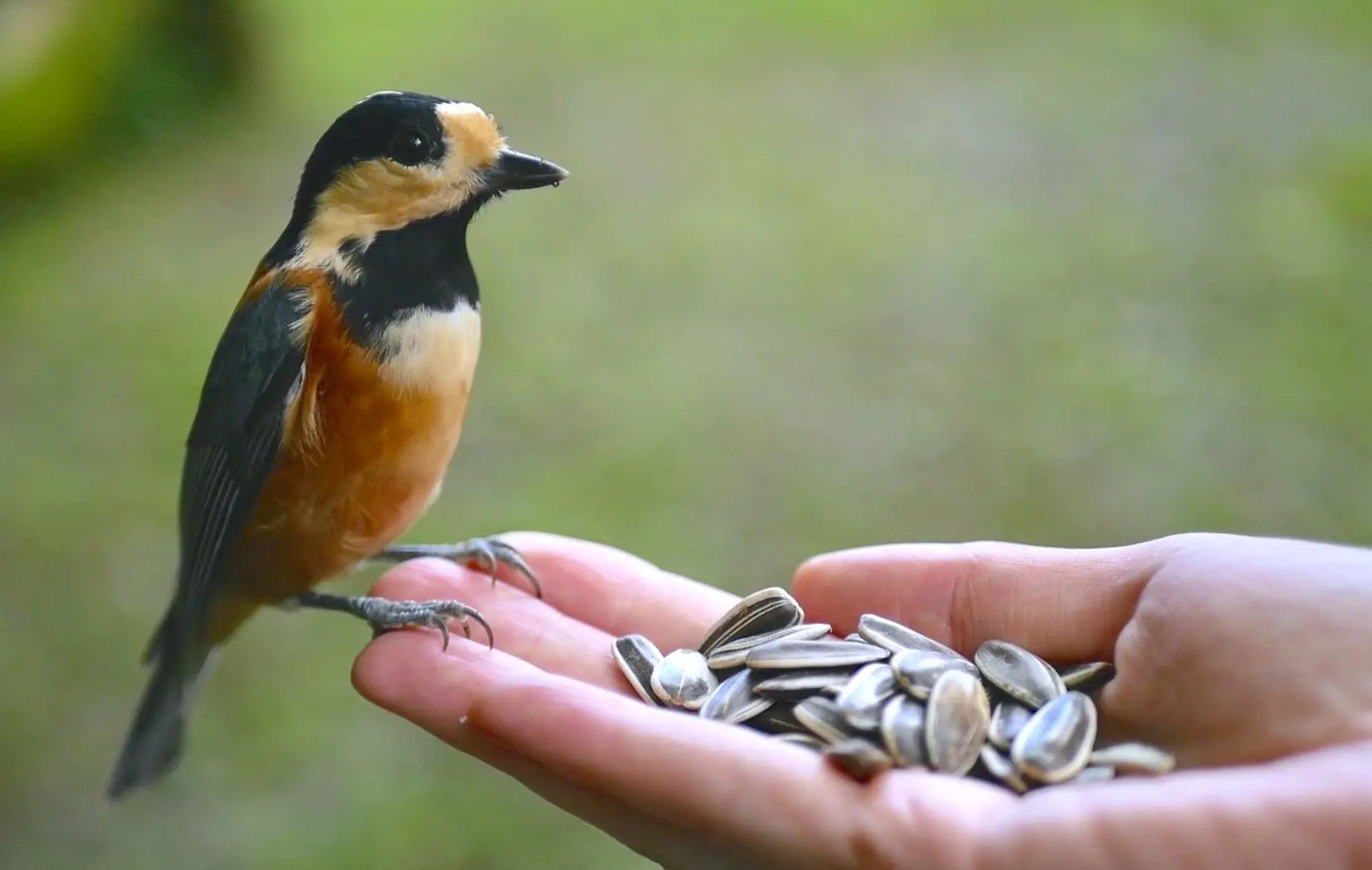西湖野鳥の森公園 | ニッポン旅マガジン
