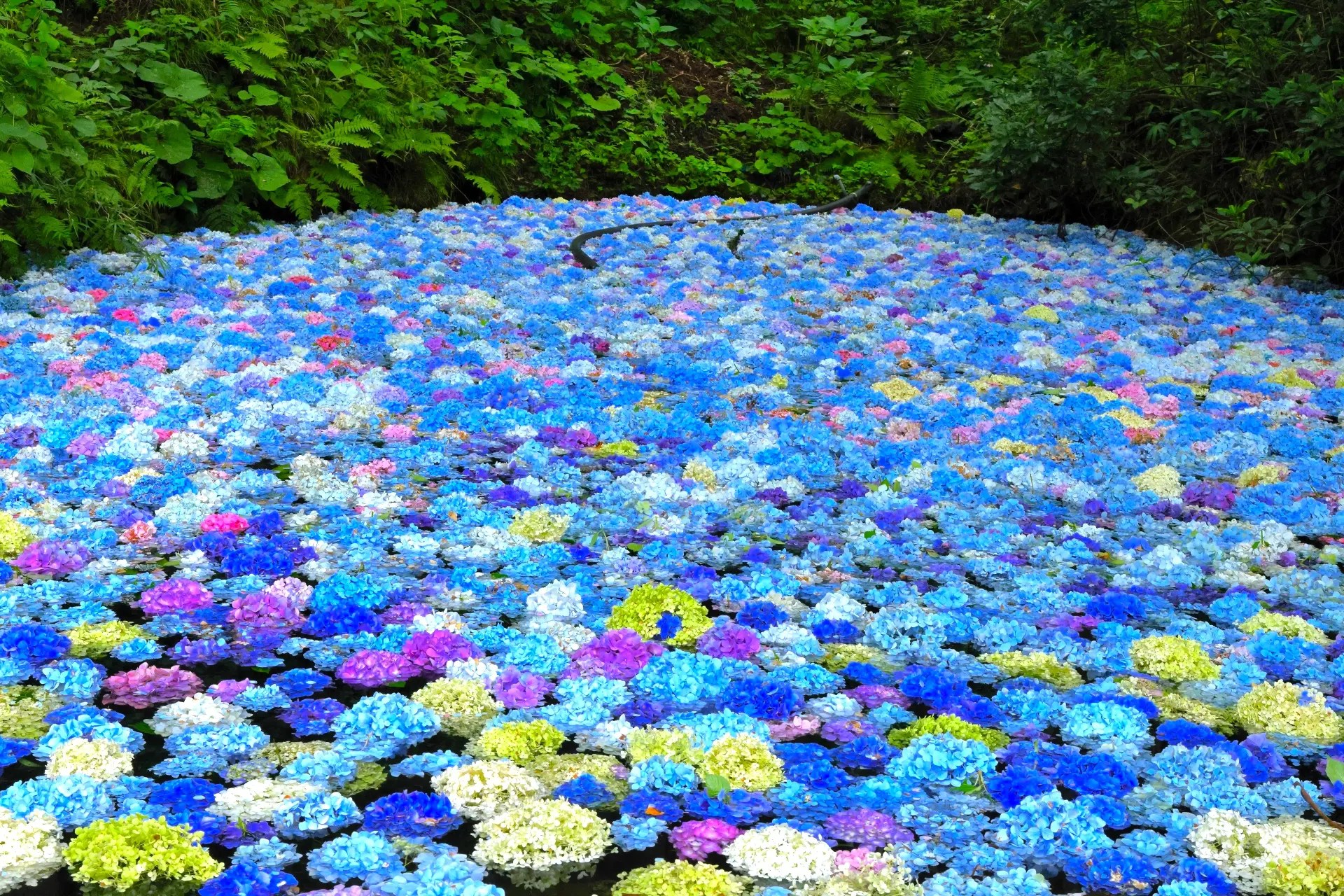 みちのくあじさい園『みちのくあじさいまつり』｜2025 | ニッポン旅