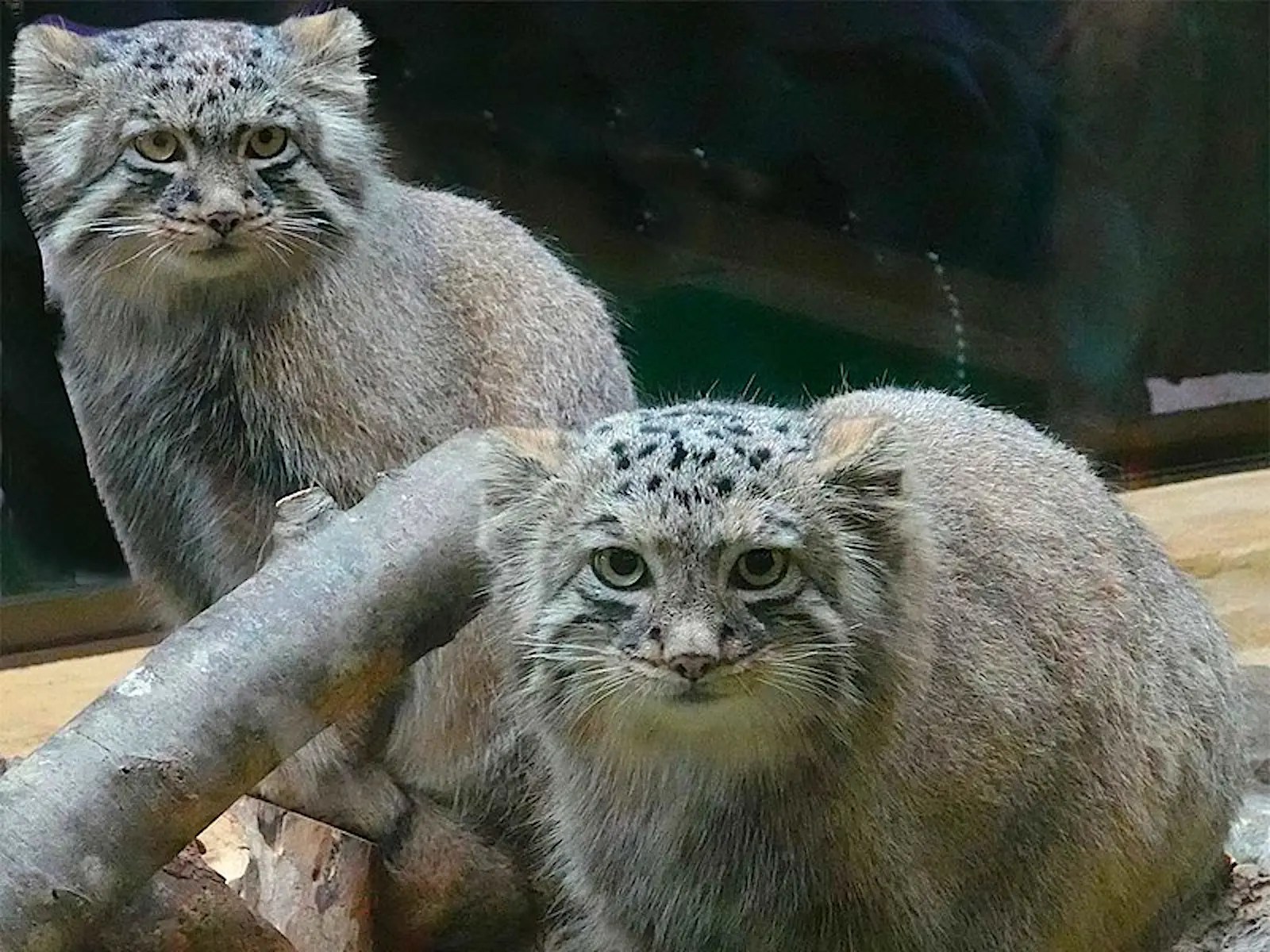 1500万年前から地球に生息する「世界最古の猫」を、動物園に見に行こう