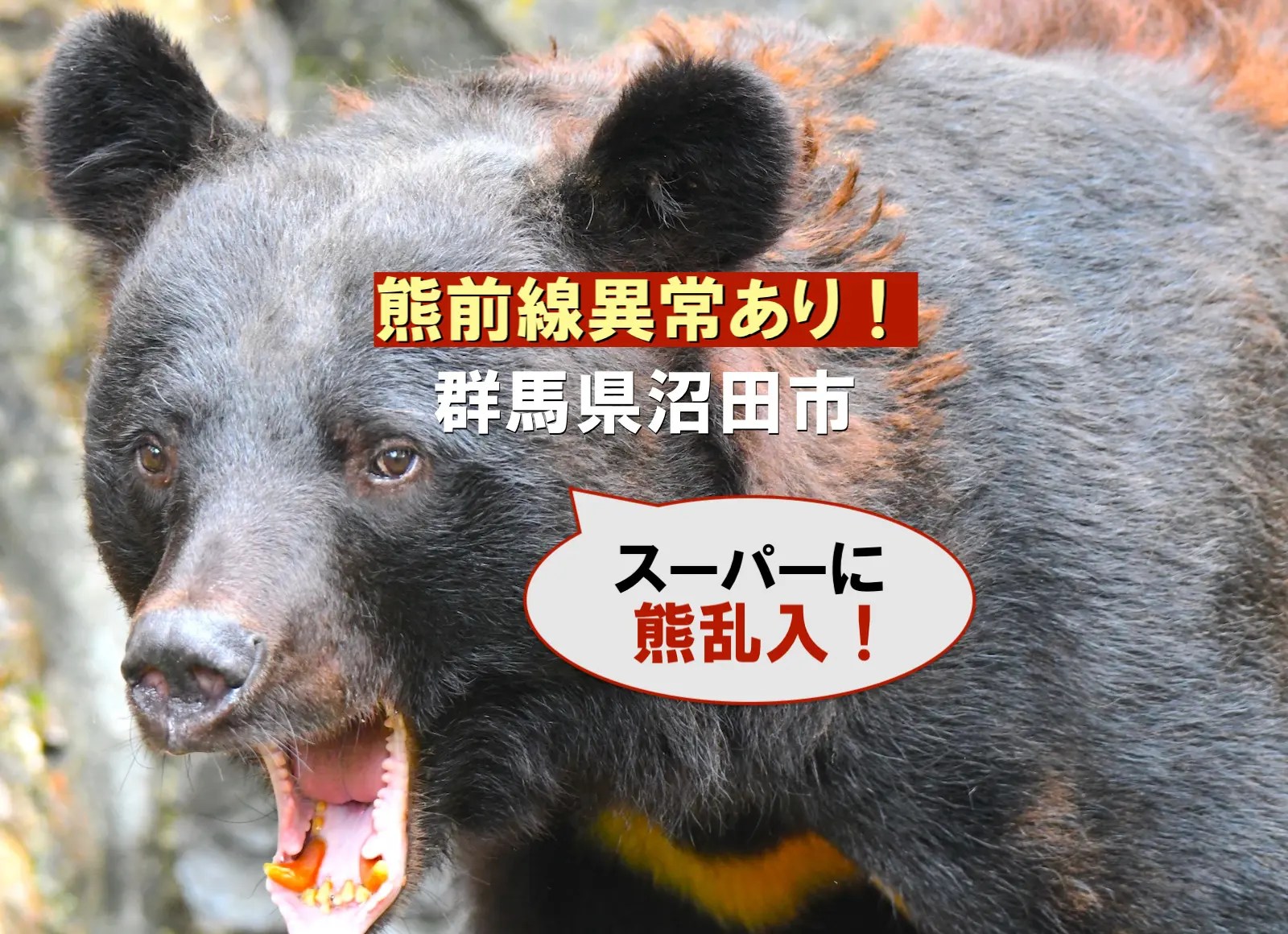 numata-bear01.jpg?fit=1600,