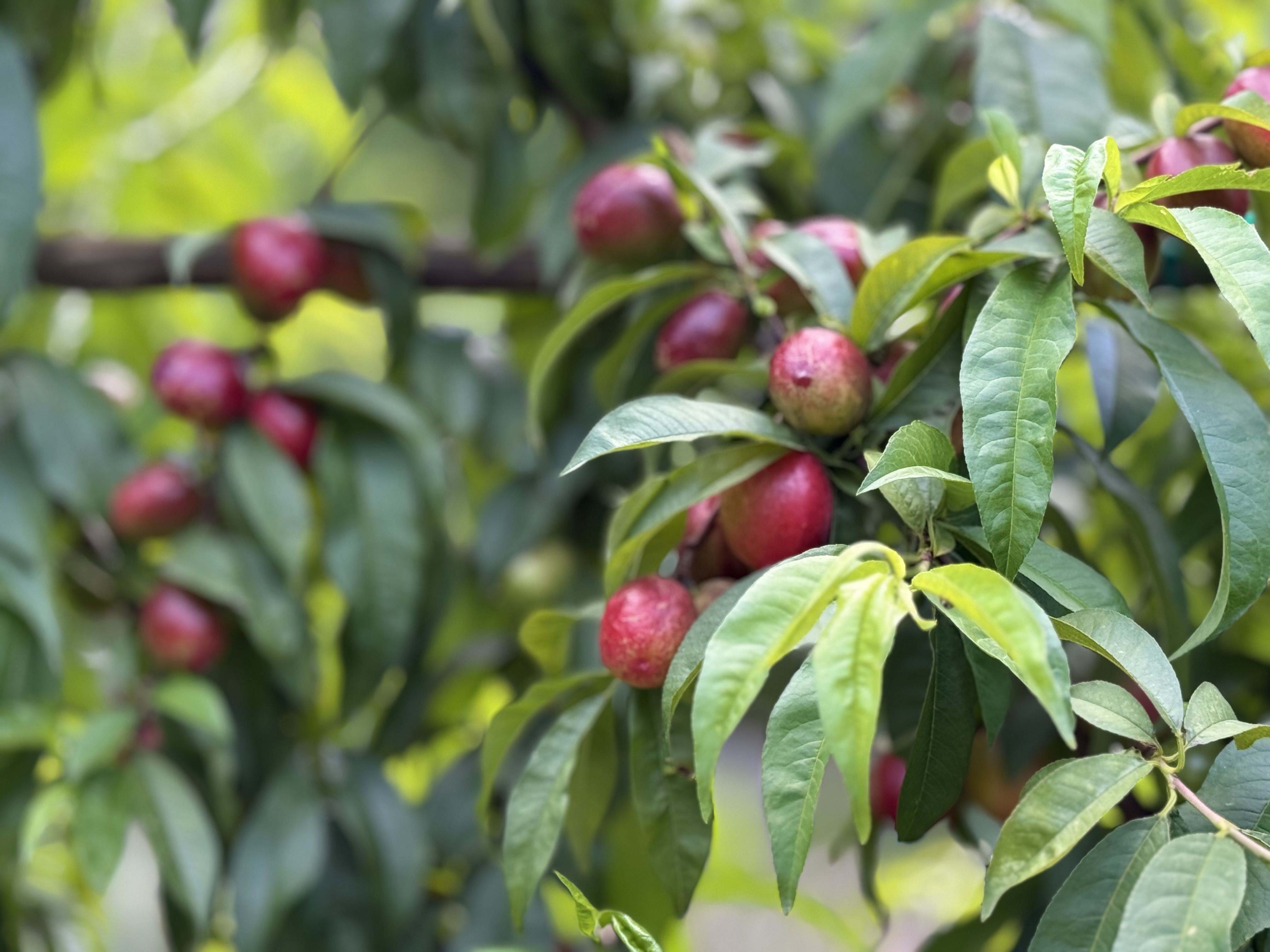 Plums on a tree