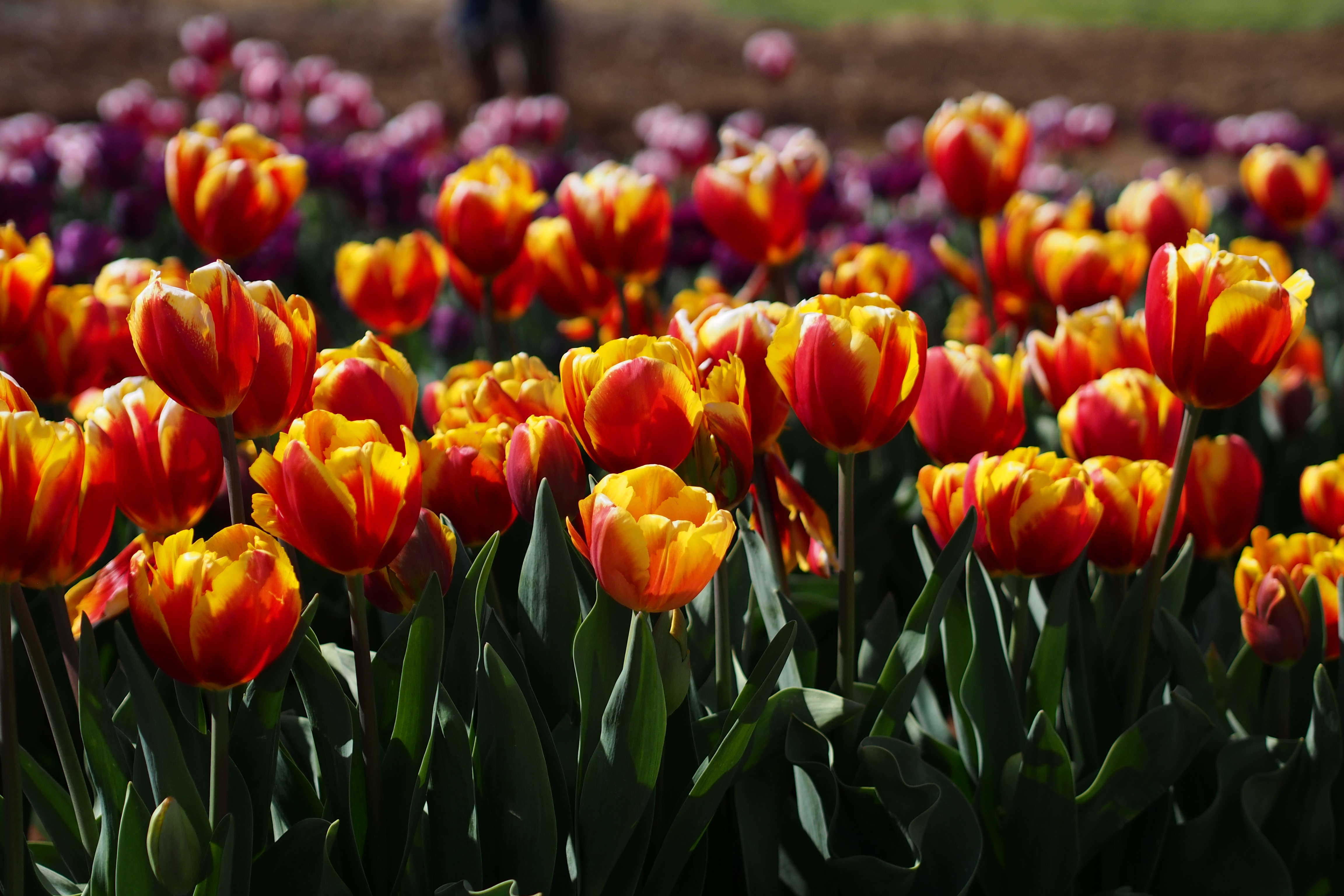 Tesselaar Tulip Festival Victoria, Australia Table To Paper