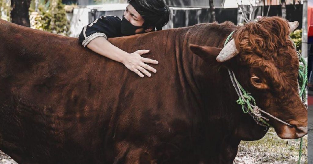 Viral di medsos kumpulan foto sapi kurban sedih dan . Rayakan Idul Adha, 8 Artis Ini Beli Sapi Jumbo untuk Berkurban