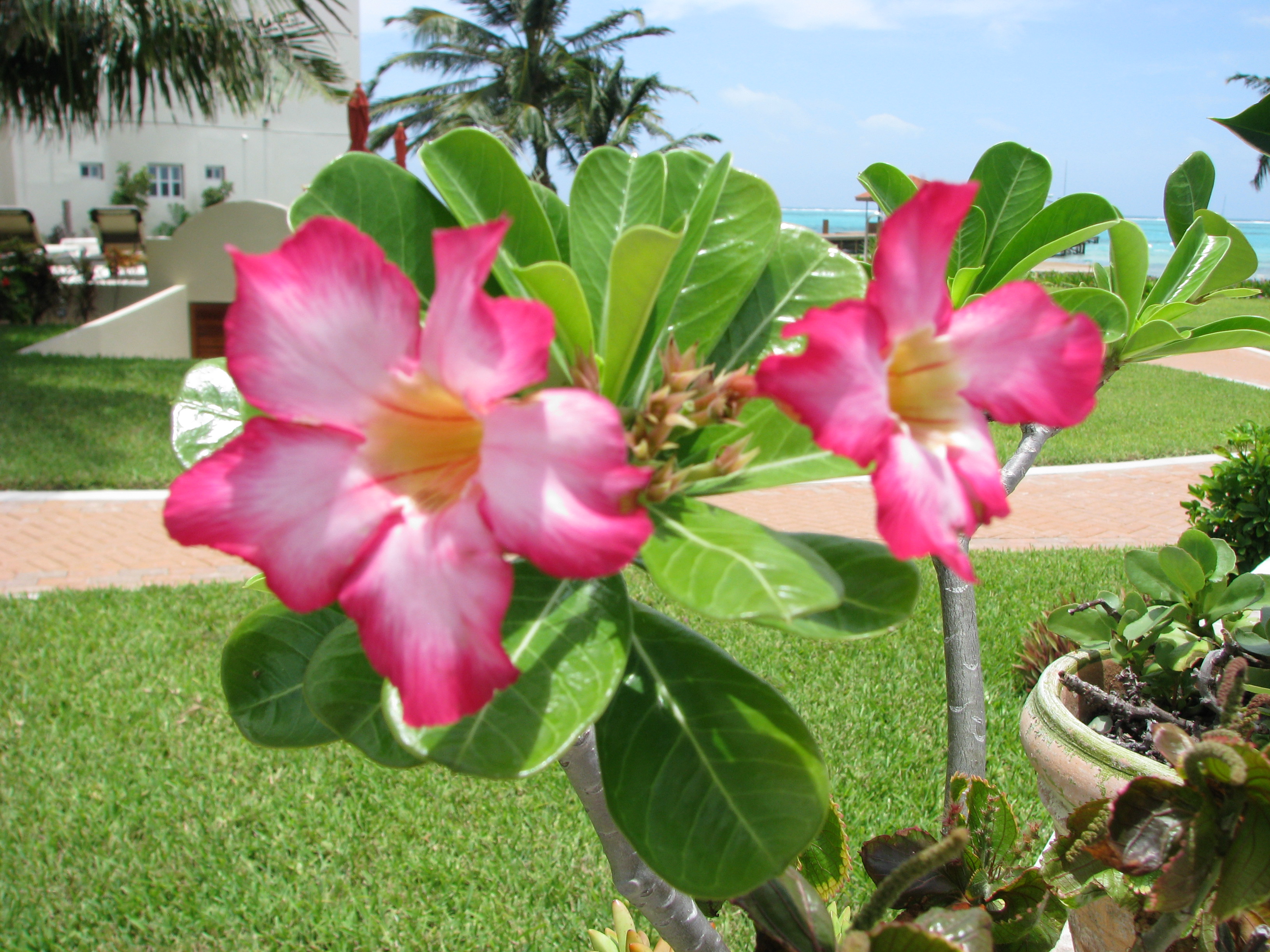 Belize pictures Grand Caribe North Ambergris Caye Belize