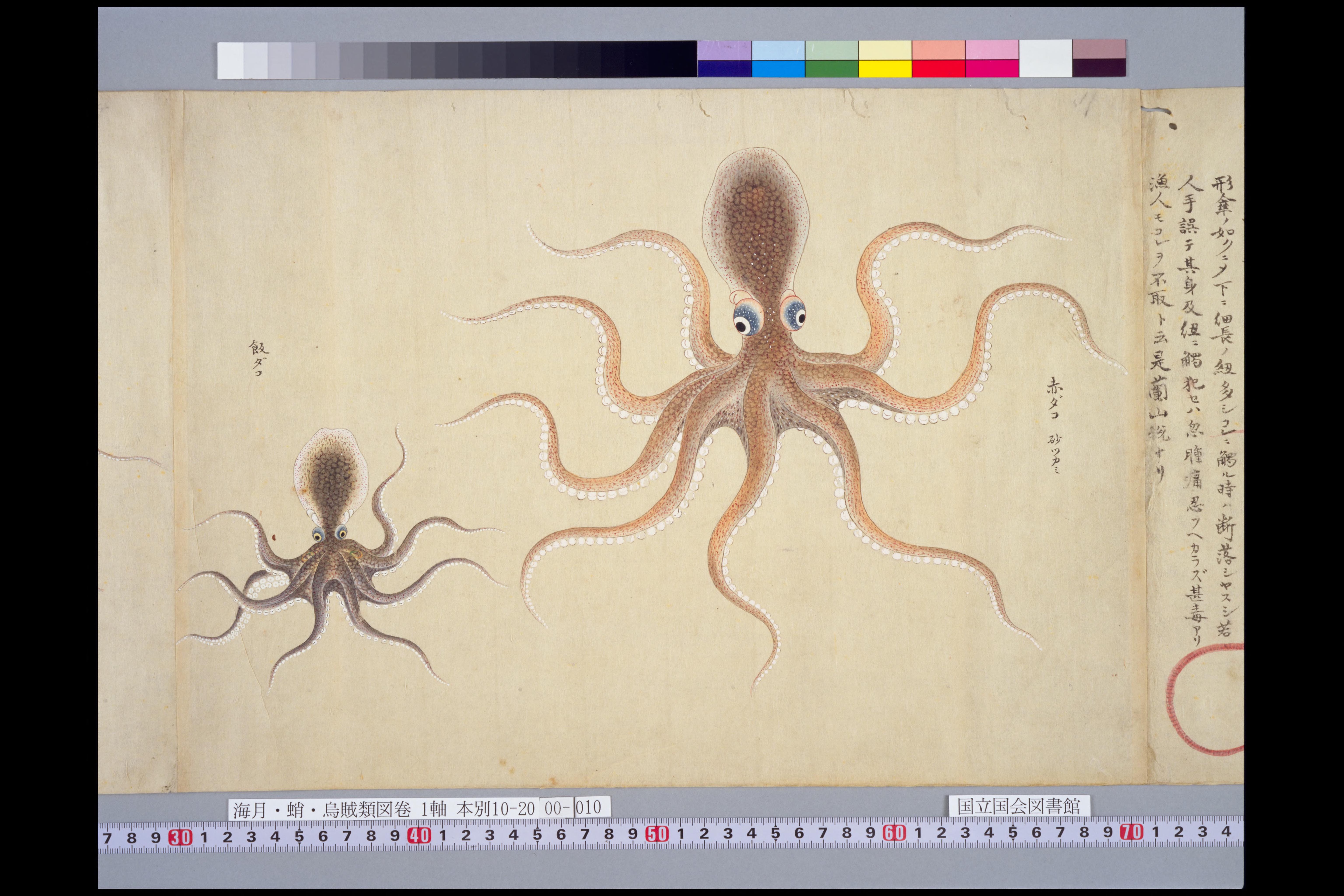 蛸水月鳥賊類図鑑」＠栗本丹州 – tacotaco8