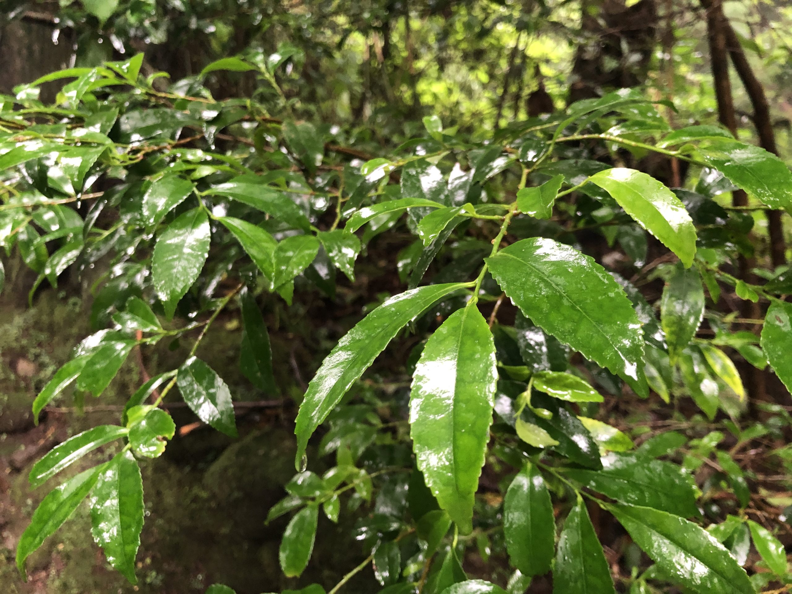 EEE981CB-DD6A-4ADE-952C-816CFB994441