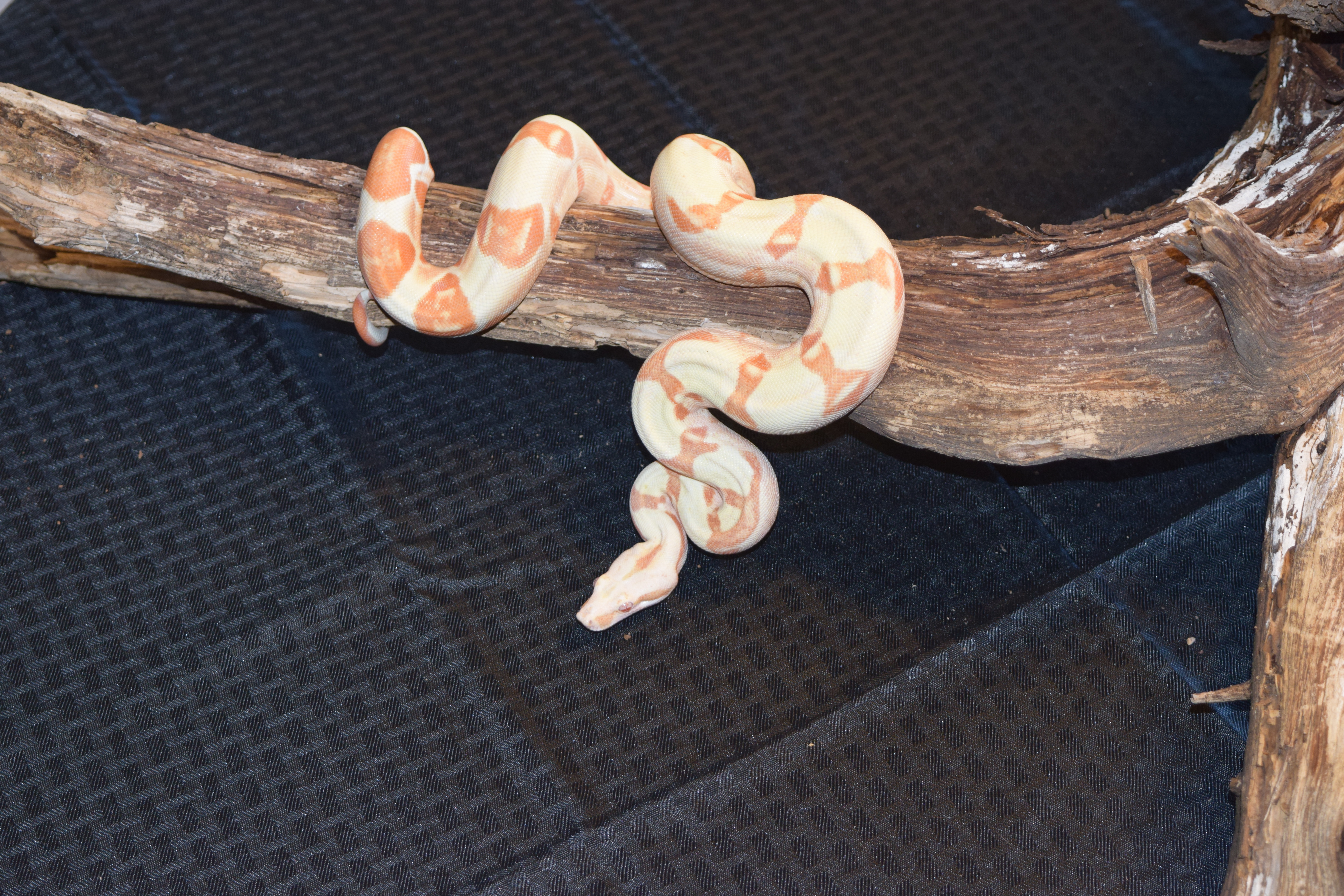 Our Current Collection – T&A Exotics