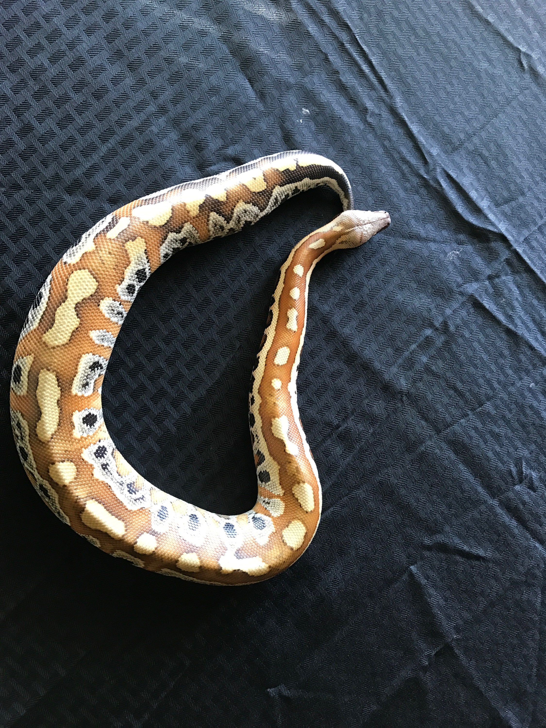 A Blood Python, on a black background.