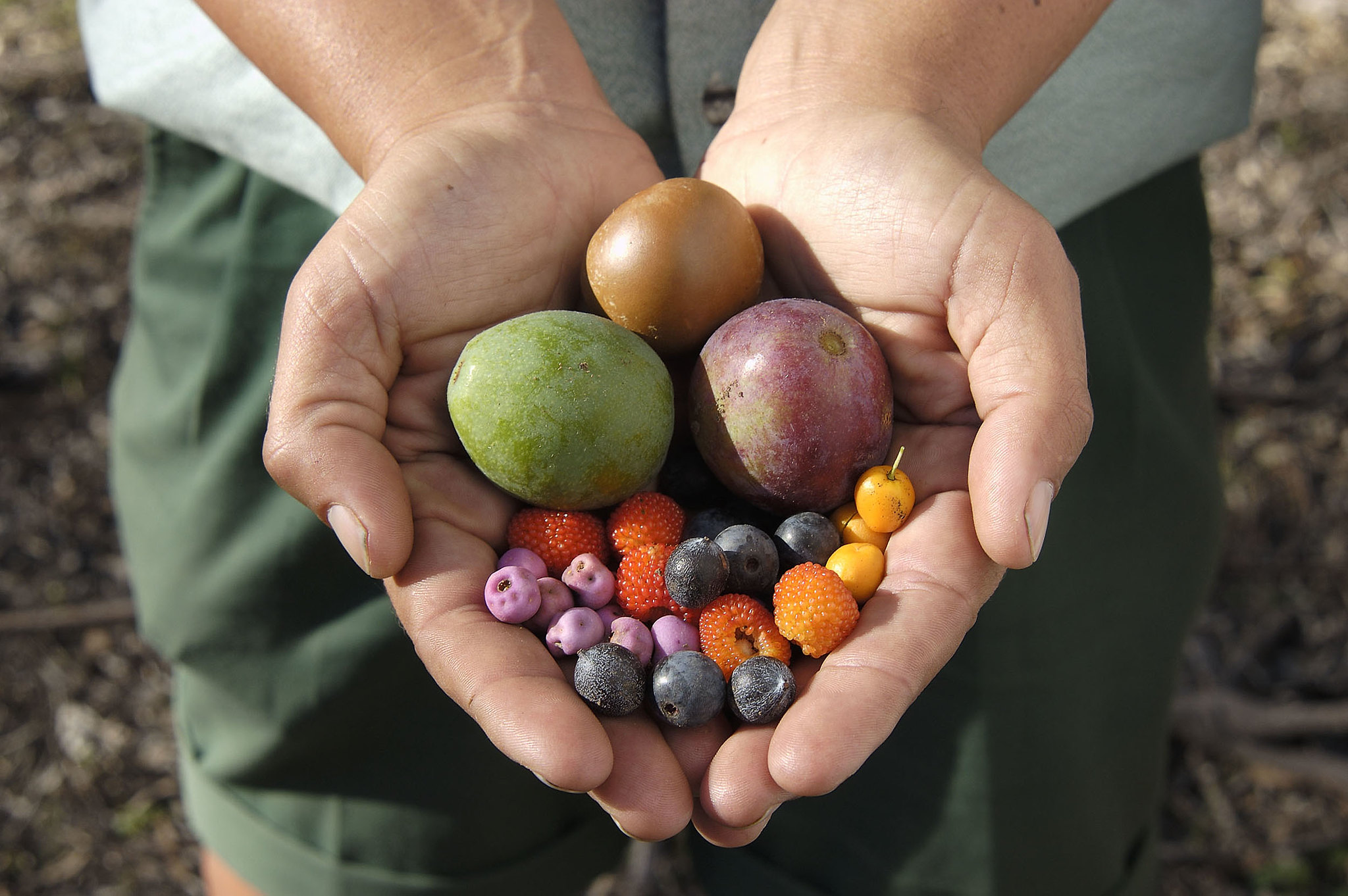 woman's hands holding native foods or bush tucker