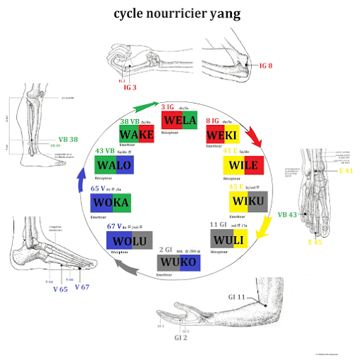 Bruno Cointrel, Auteur des planches