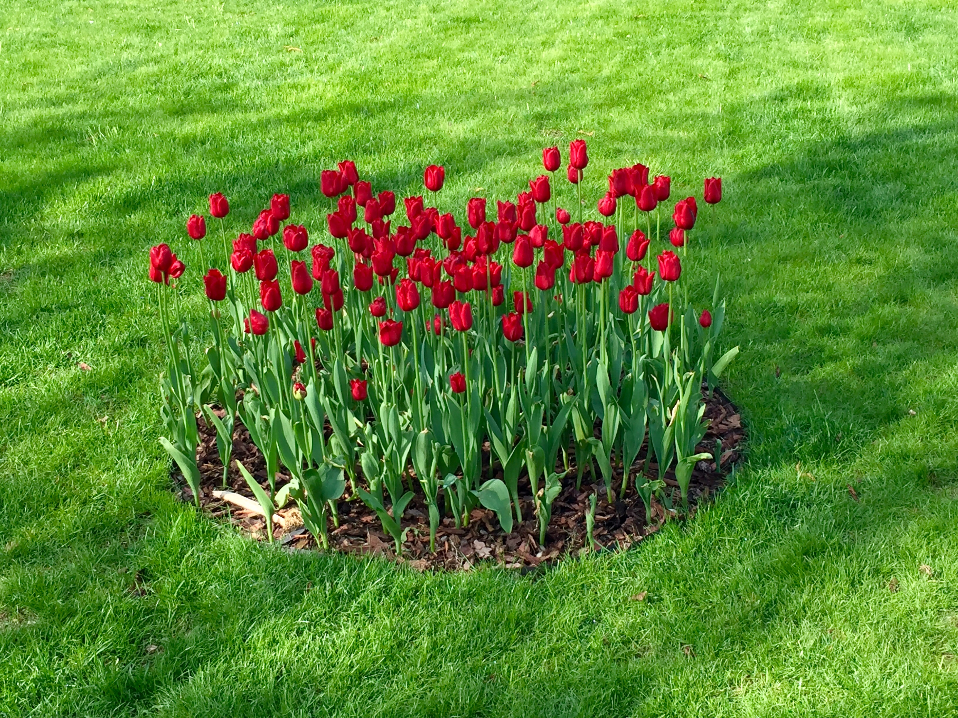 Irena Sendler tulips