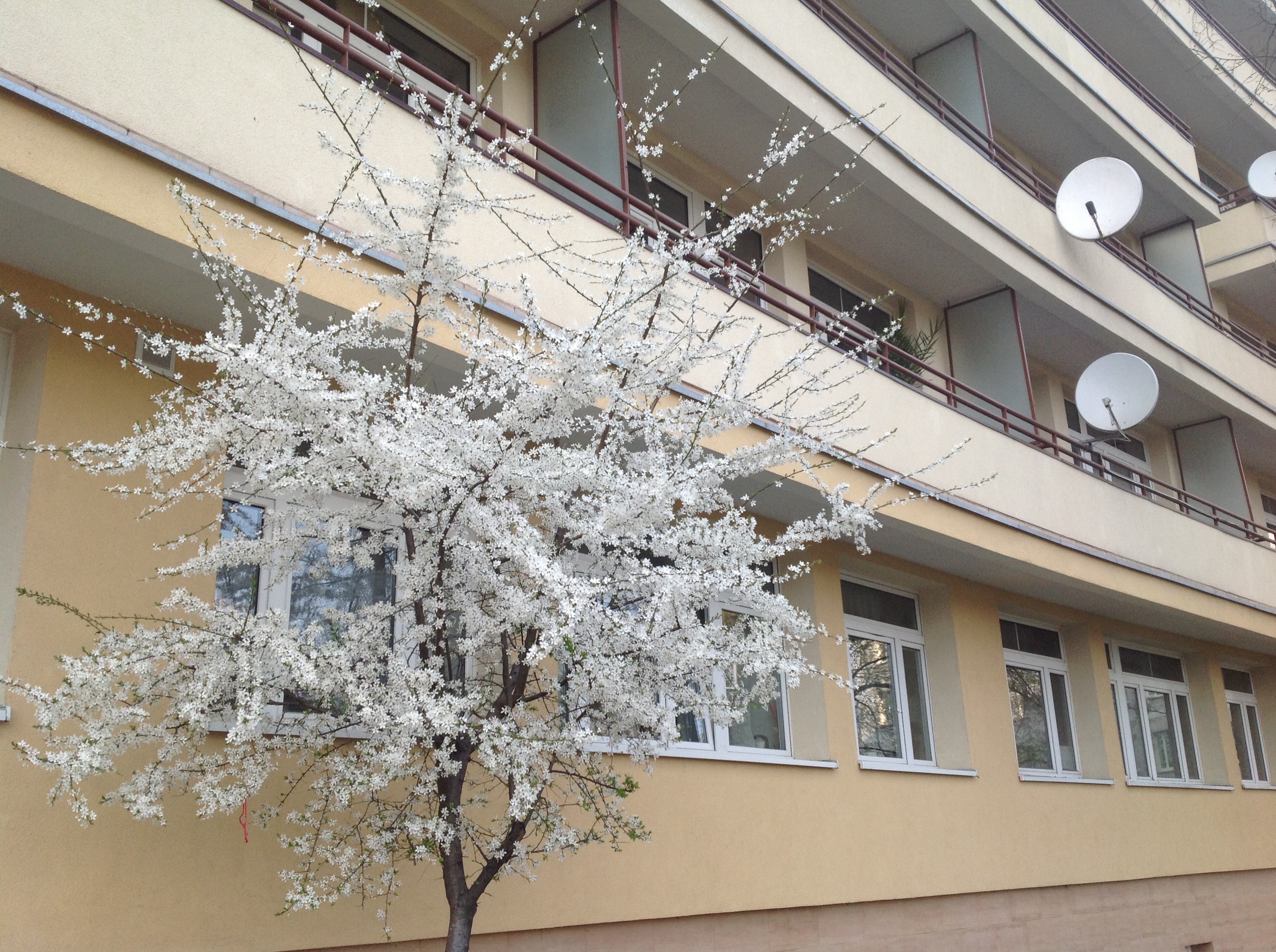 Blooming trees on the streets of Warsaw
