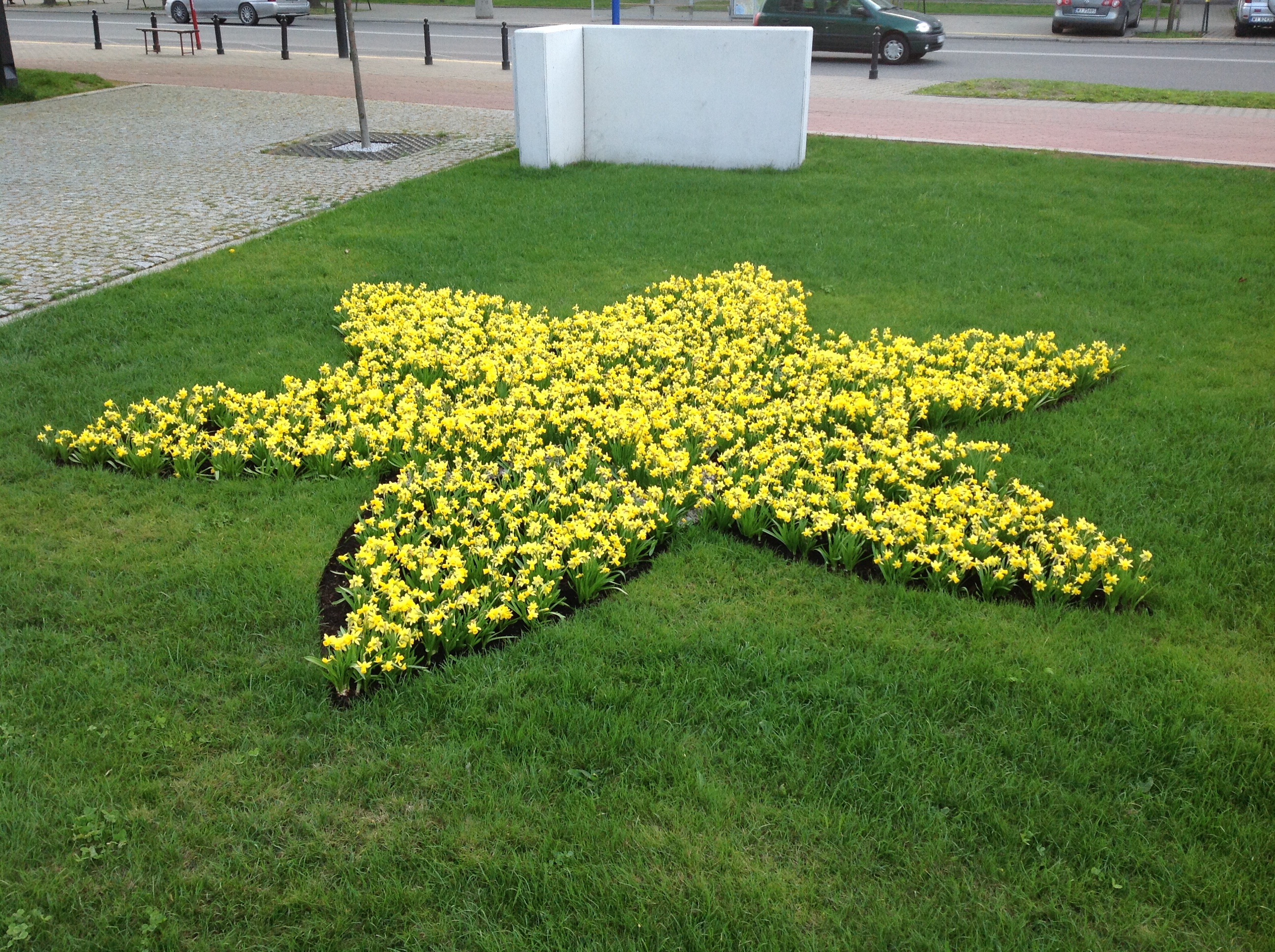 Daffodils to give our rispect to the Warsaw Ghetto Rising