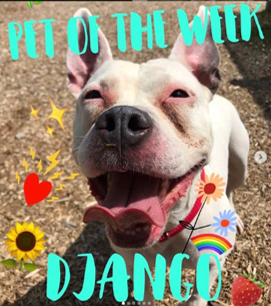 PetoftheWeek-Django