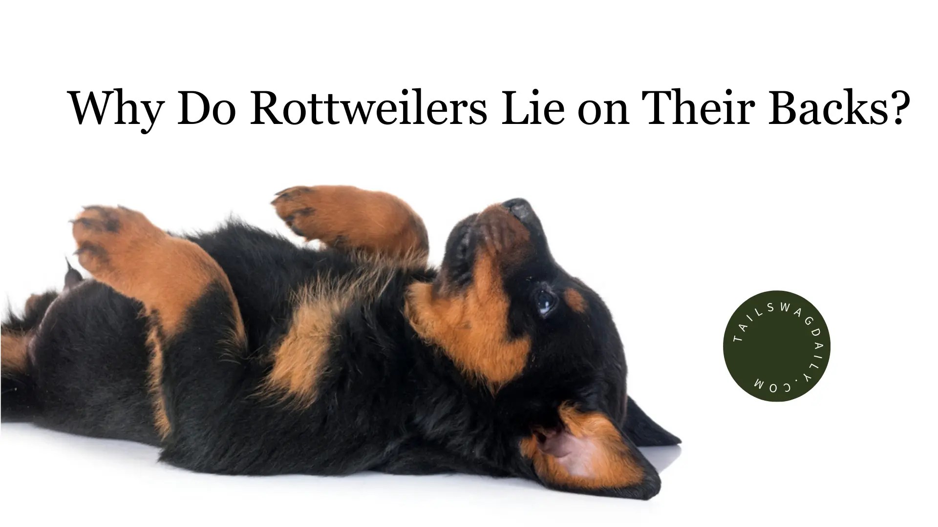 Why Do Rottweilers Lie on Their Backs?