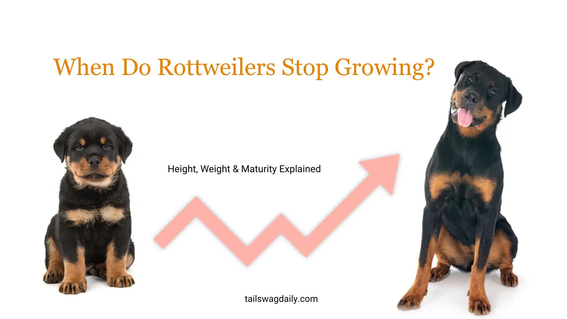 When Do Rottweilers Stop Growing