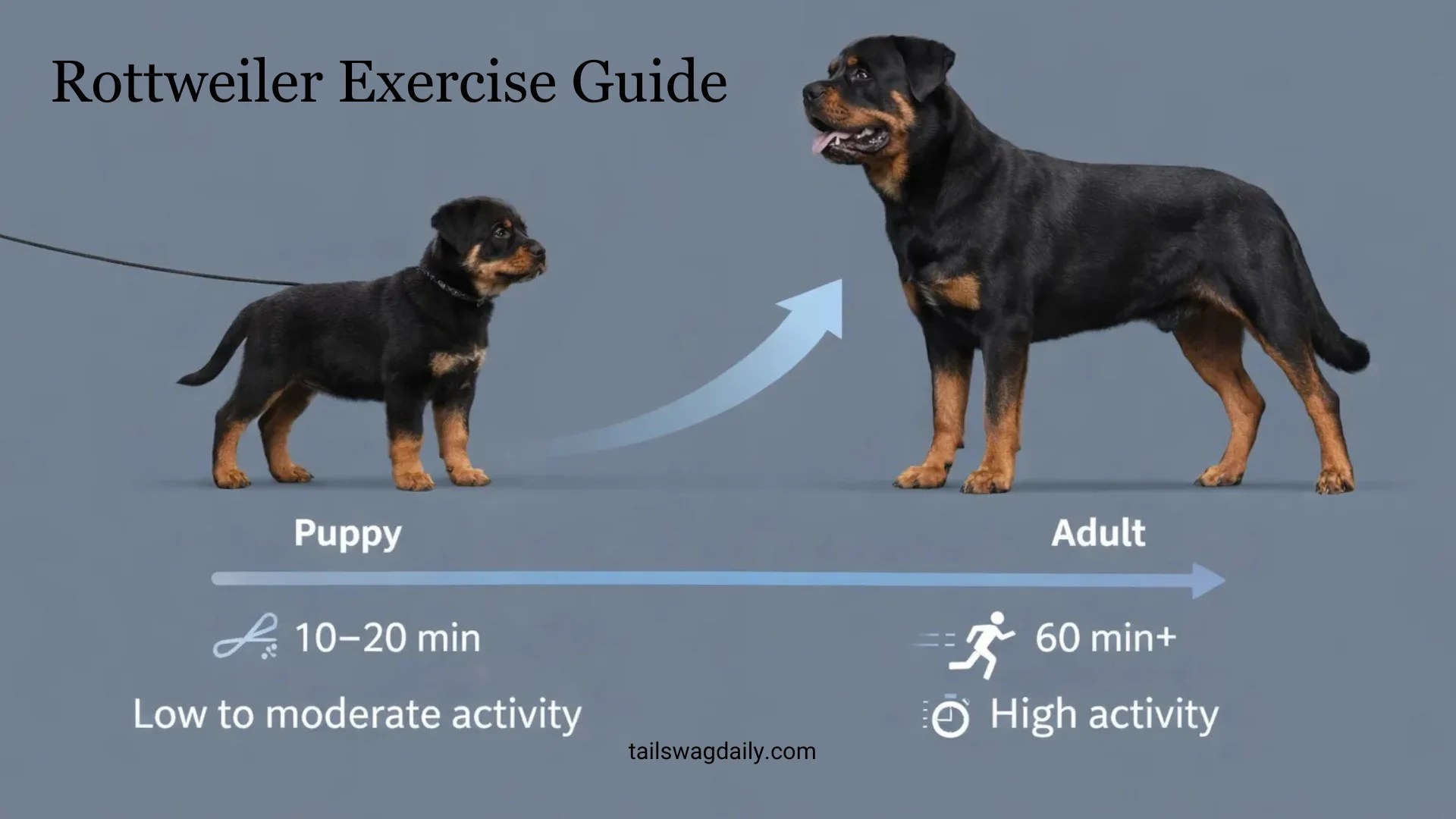 How Much Exercise Does a Rottweiler Need