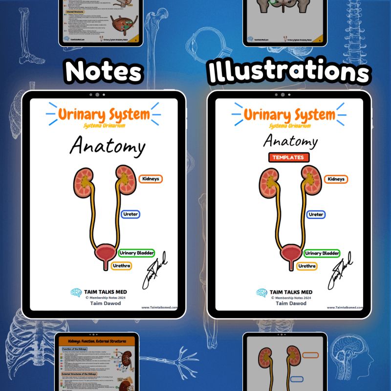 Urinary System Notes Ppt - Best Colorful Patterns in Desktop
