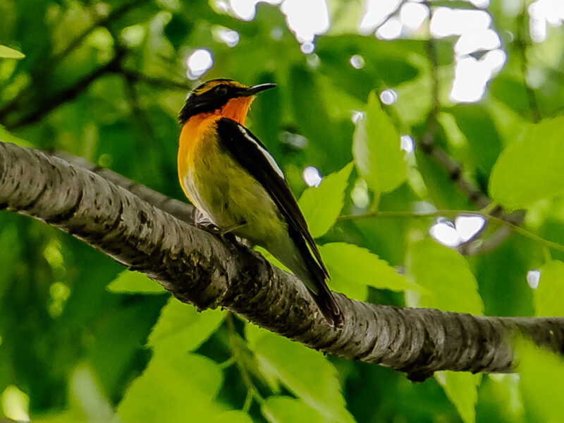 キビタキ(Narcissus Flycatcher)♂ ＆オオルリ♀(Blue & White