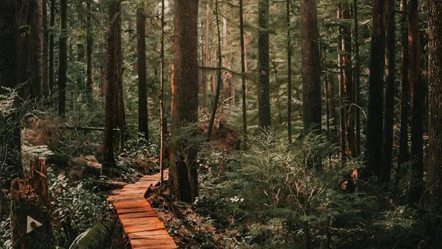 port renfrew, trail, forest trees and wood walkway