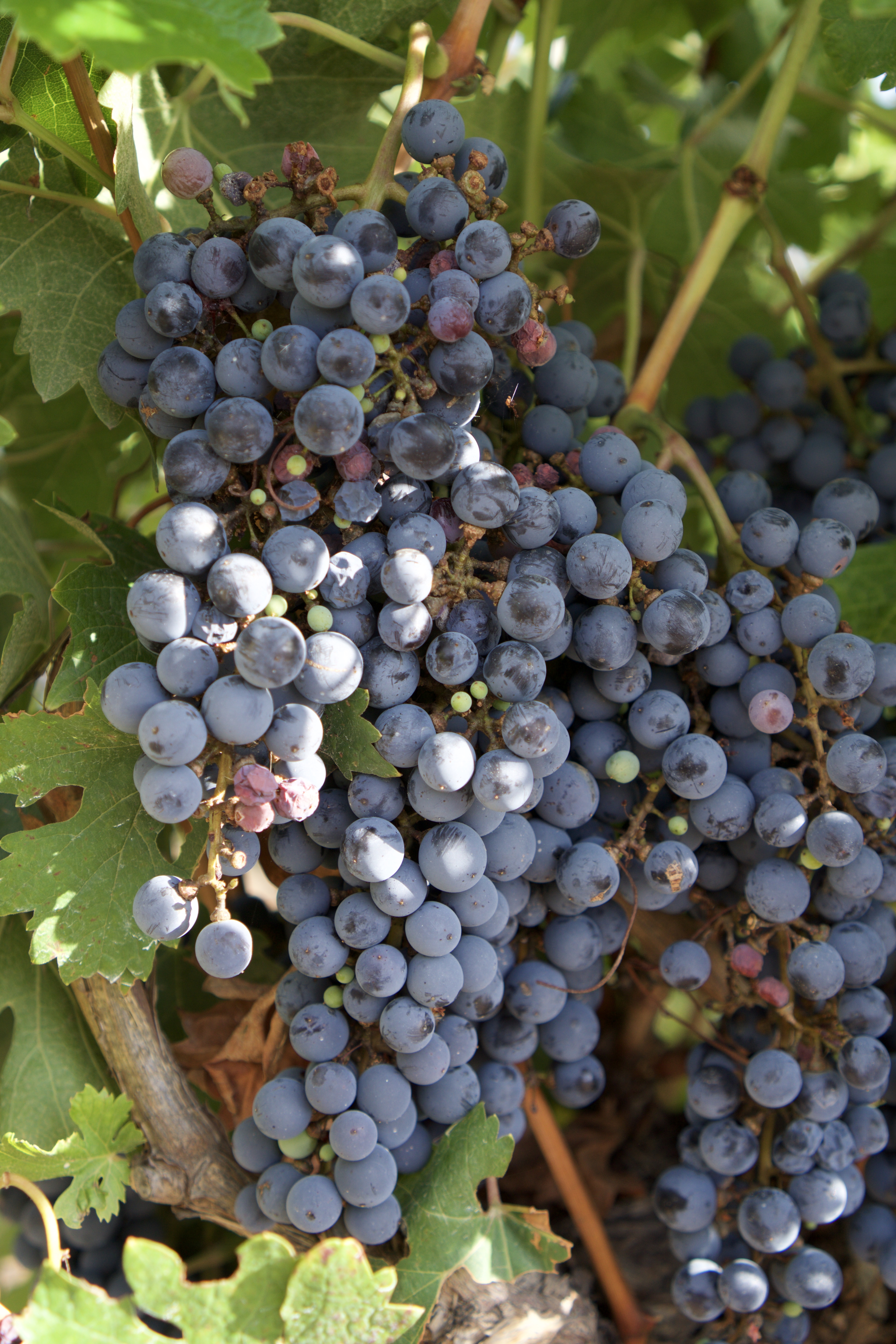 Malbec grapes soaking up some much needed sun