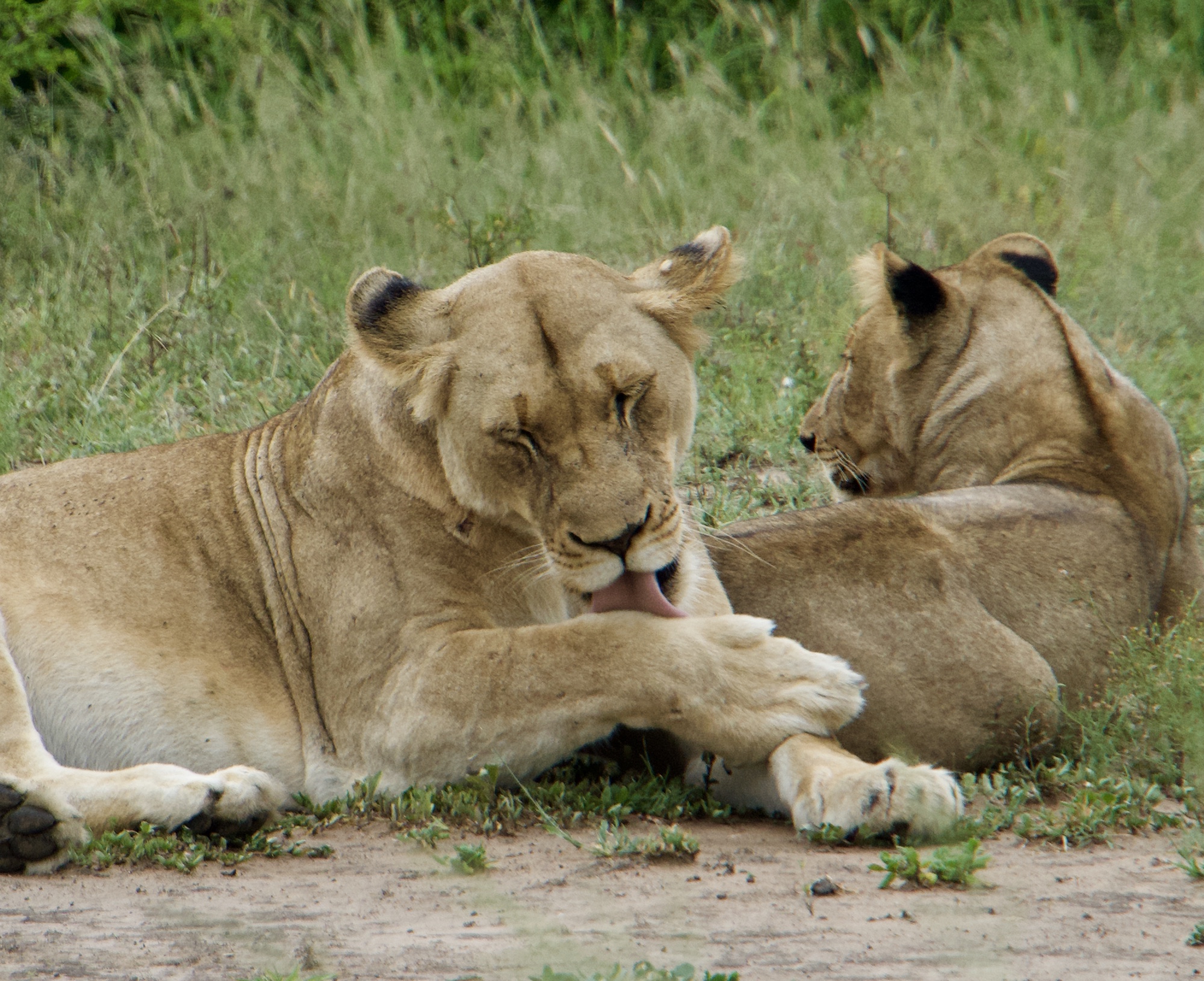 This lioness had just killed an antelope and was cleaning herself while her cubs slept around her.