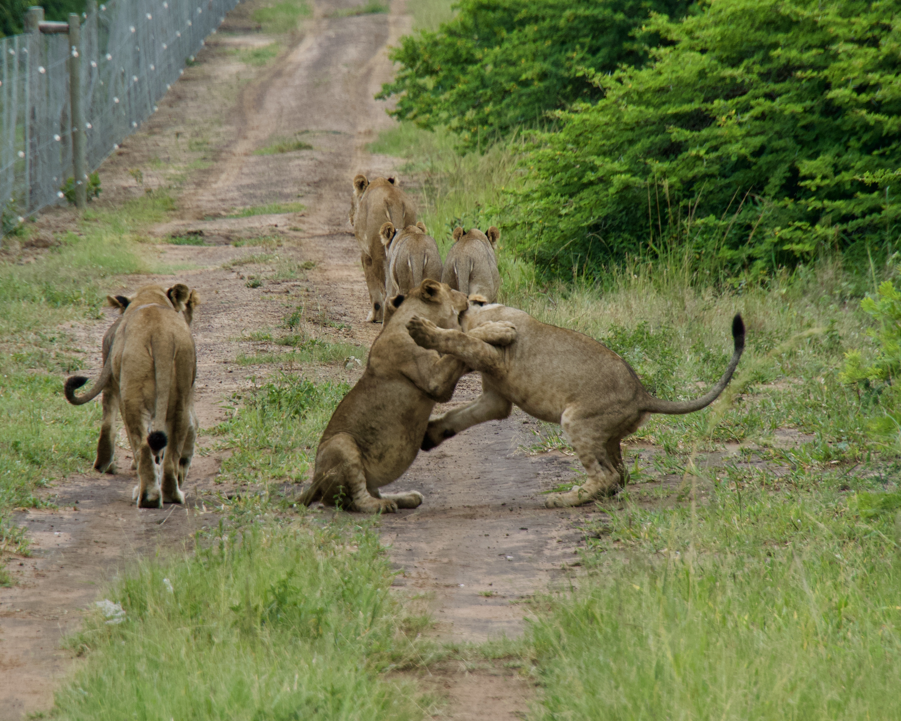 male cubs wrestling on the way to the watering hole