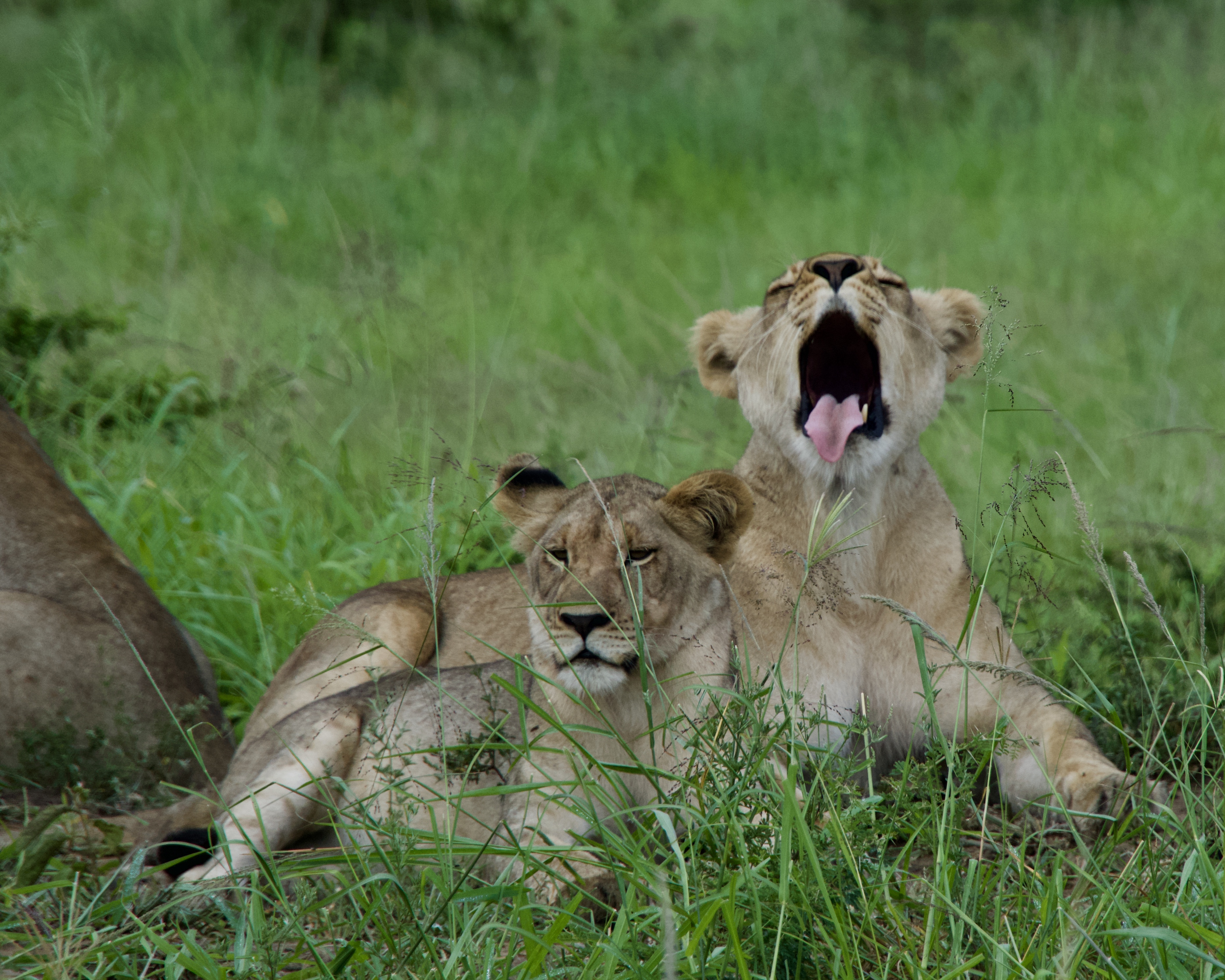 Female cub yawns while male looks on