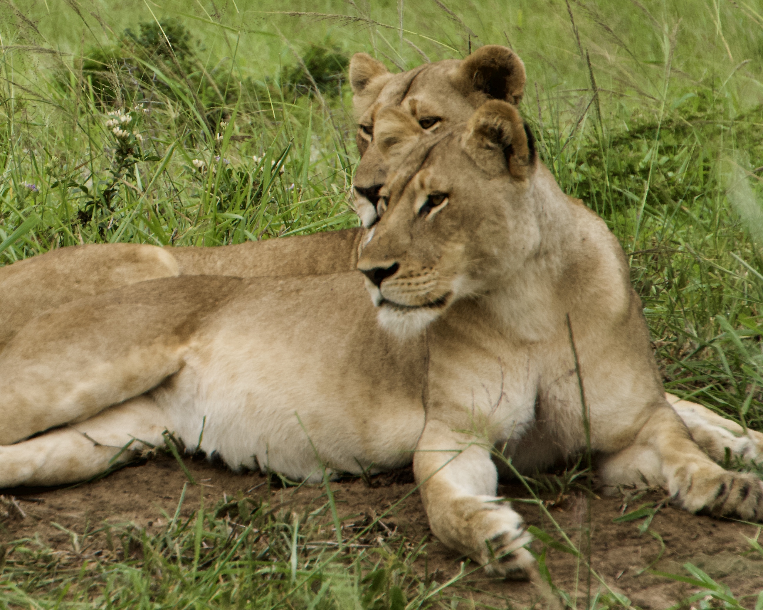 Listening to the calls of the 3rd lioness off in the distance