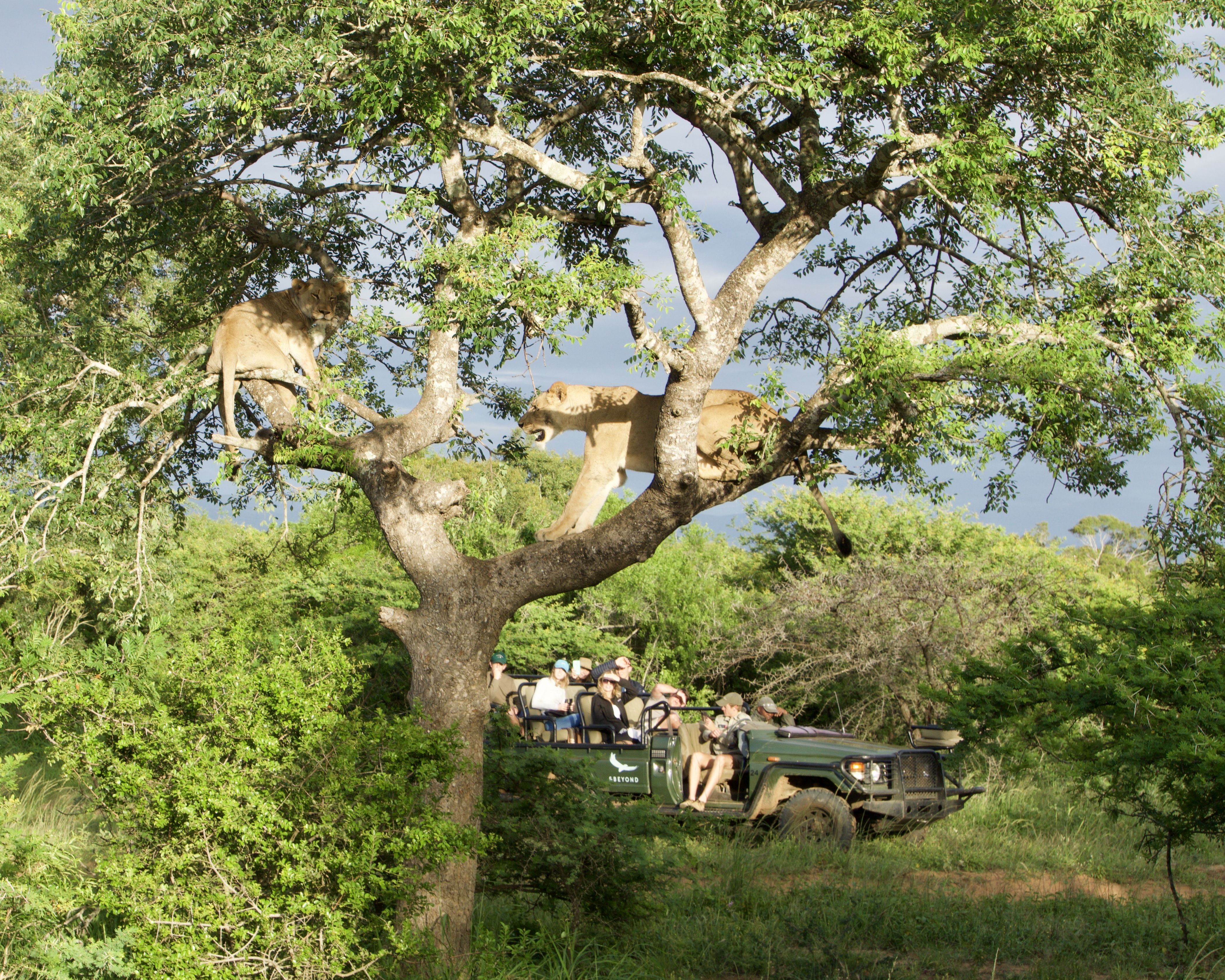 Our second jeep taking in the lionesses in the tree
