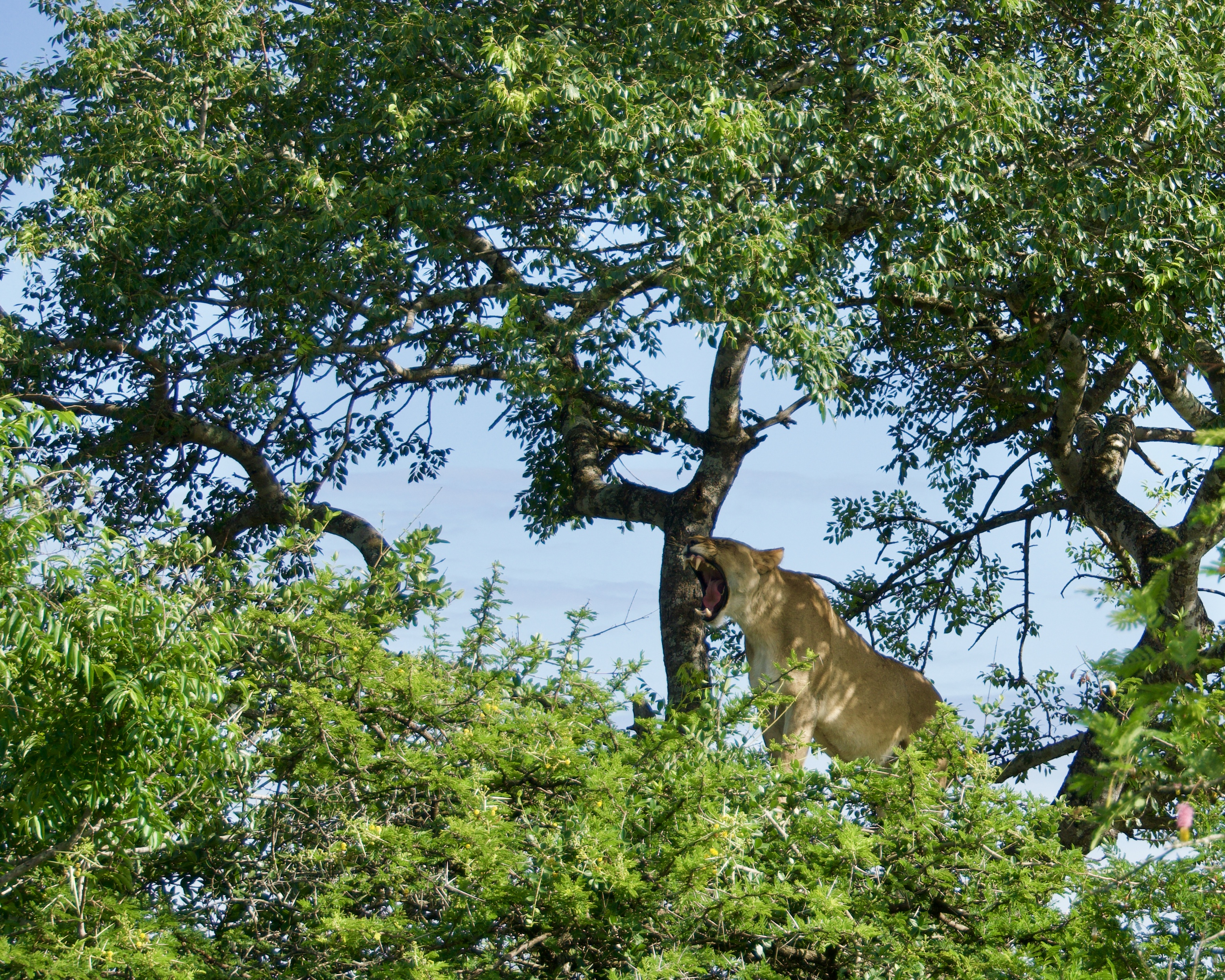 My, what large teeth you have