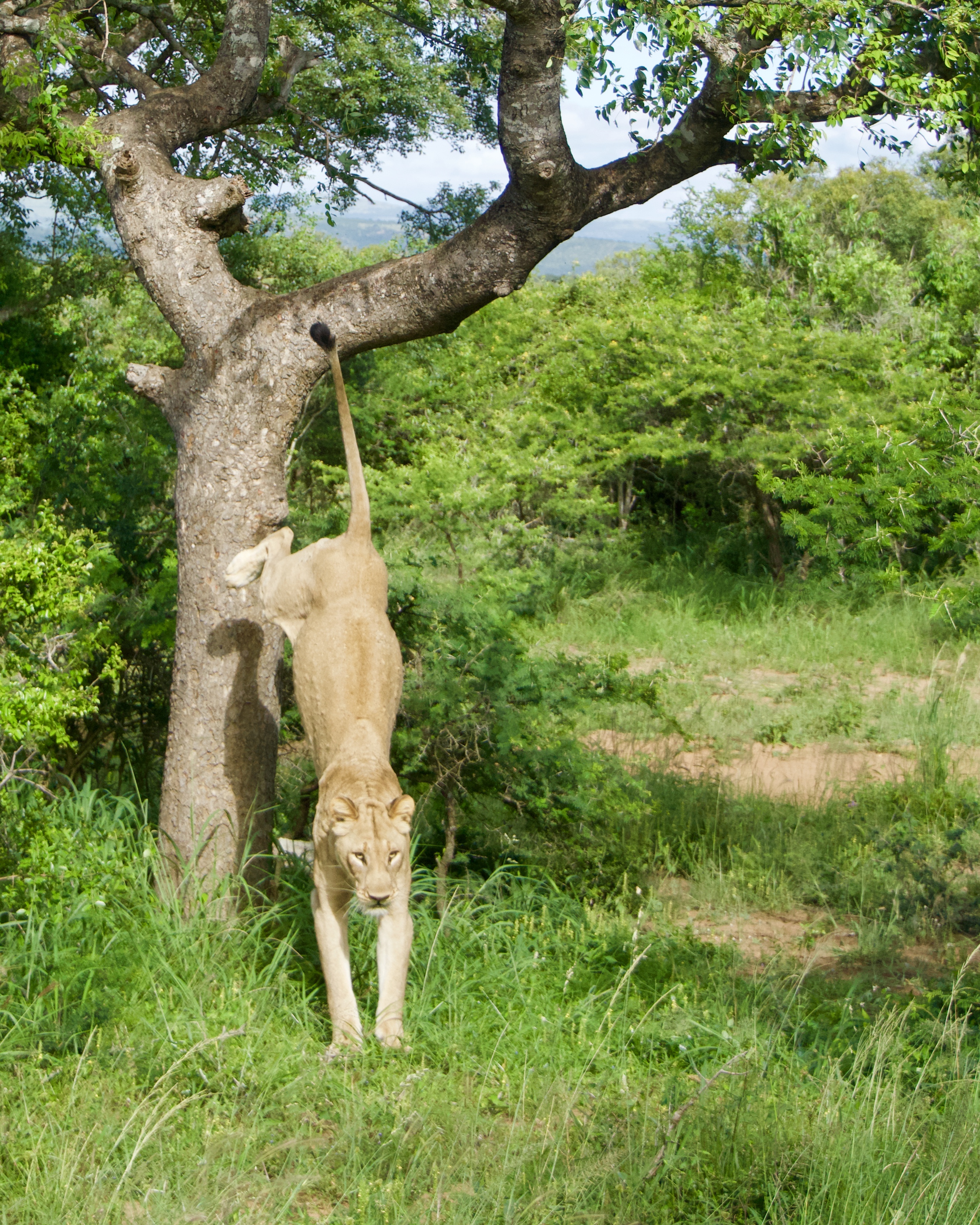 Coming down for some better shade