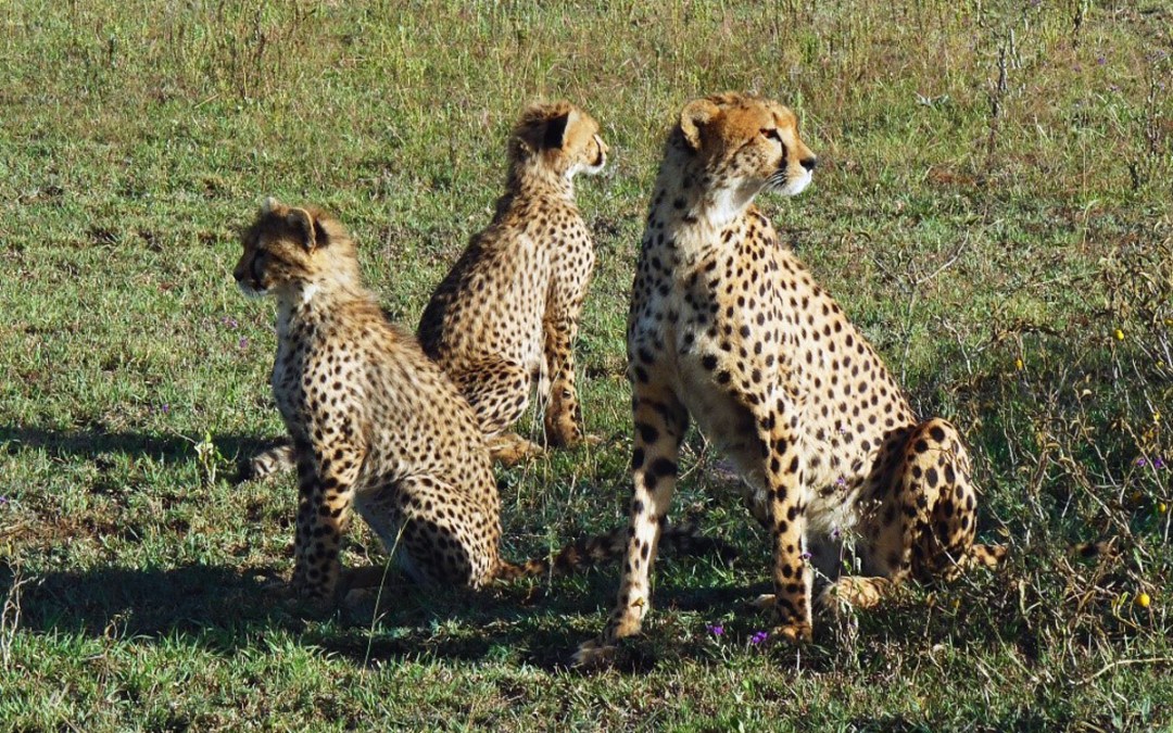 The disappearing cheetah – can Namibia help halt the decline?