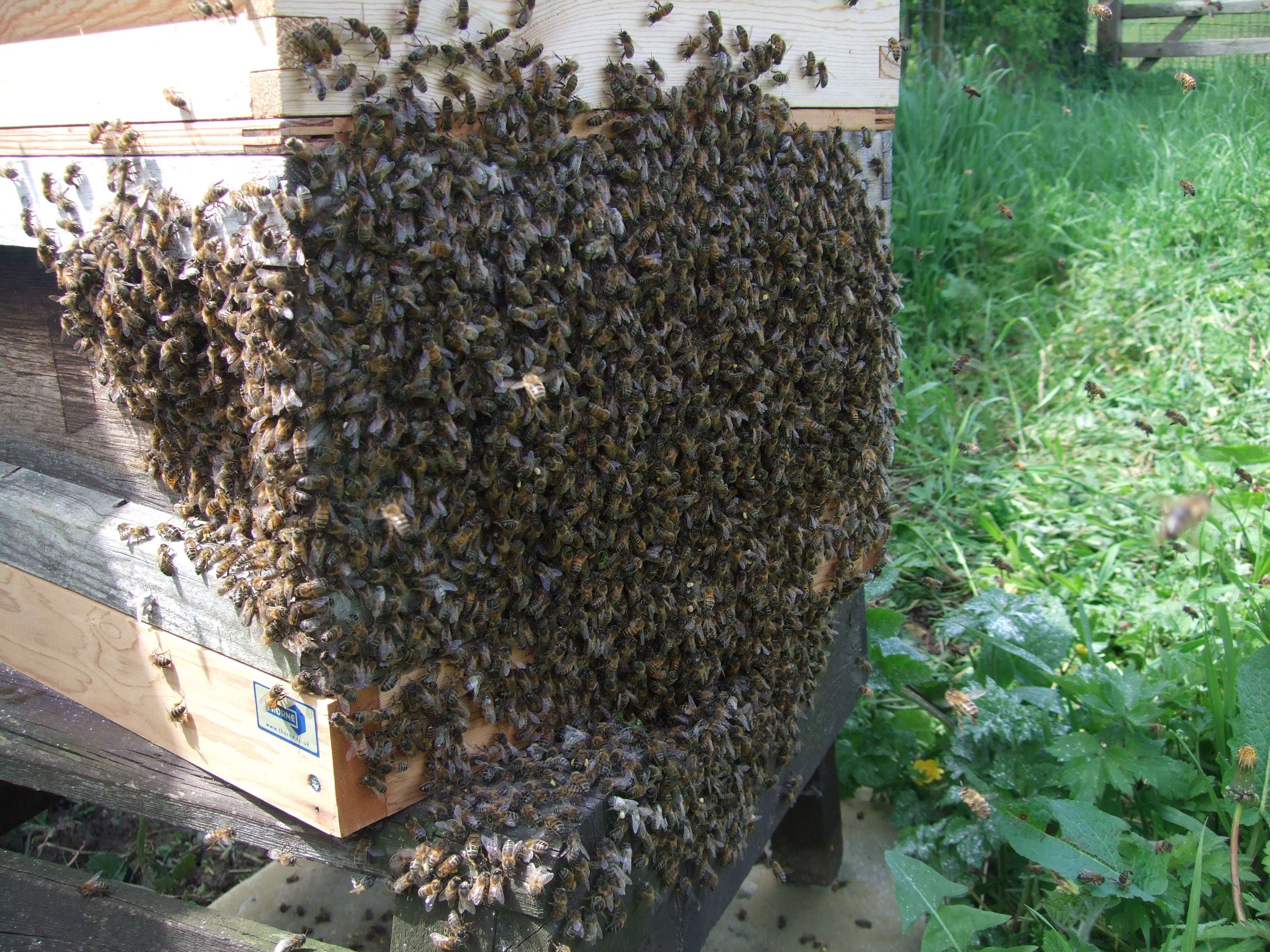 Beehive covered in bees