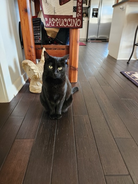 Salem Medium
